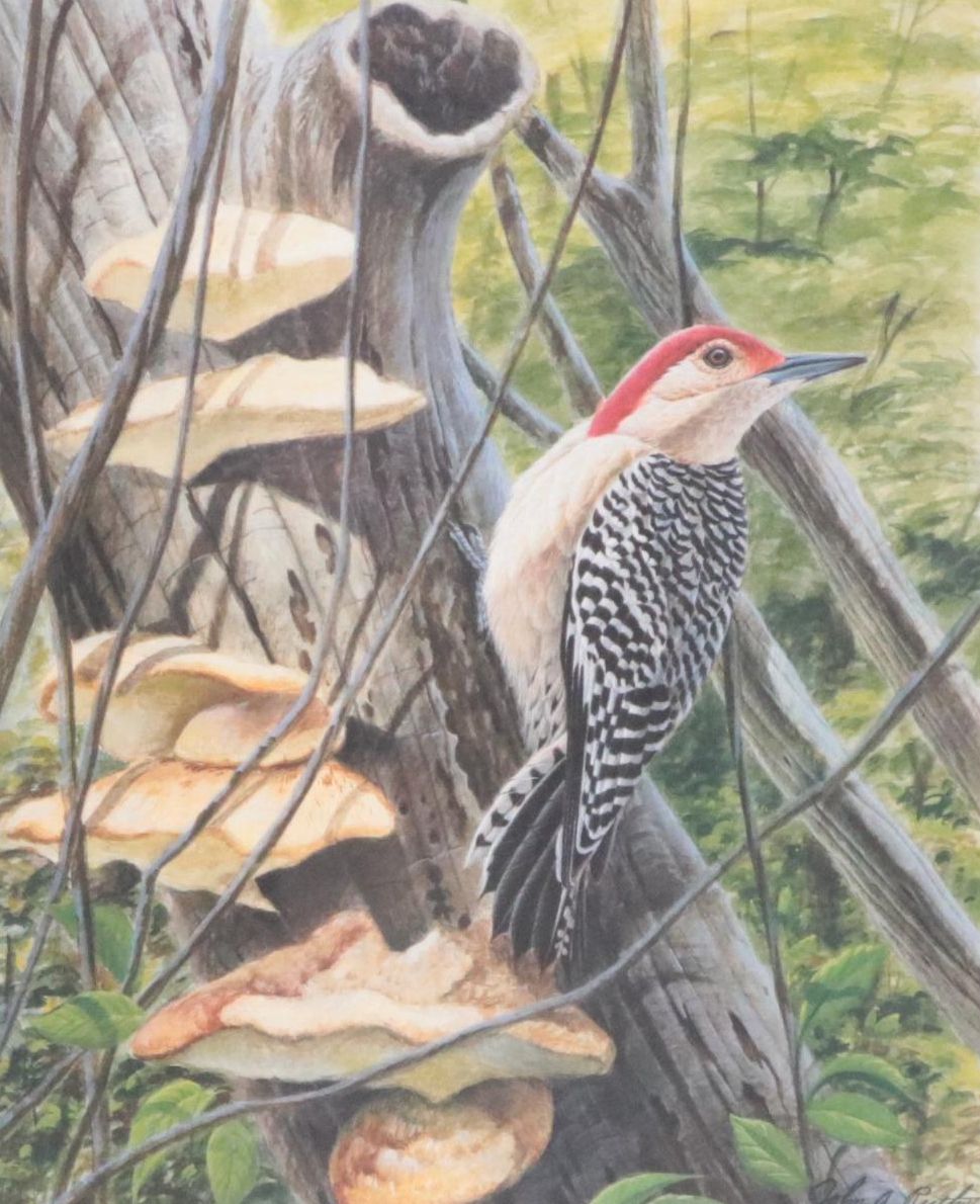 John A. Ruthven Offset Lithograph "Red-bellied Woodpecker"