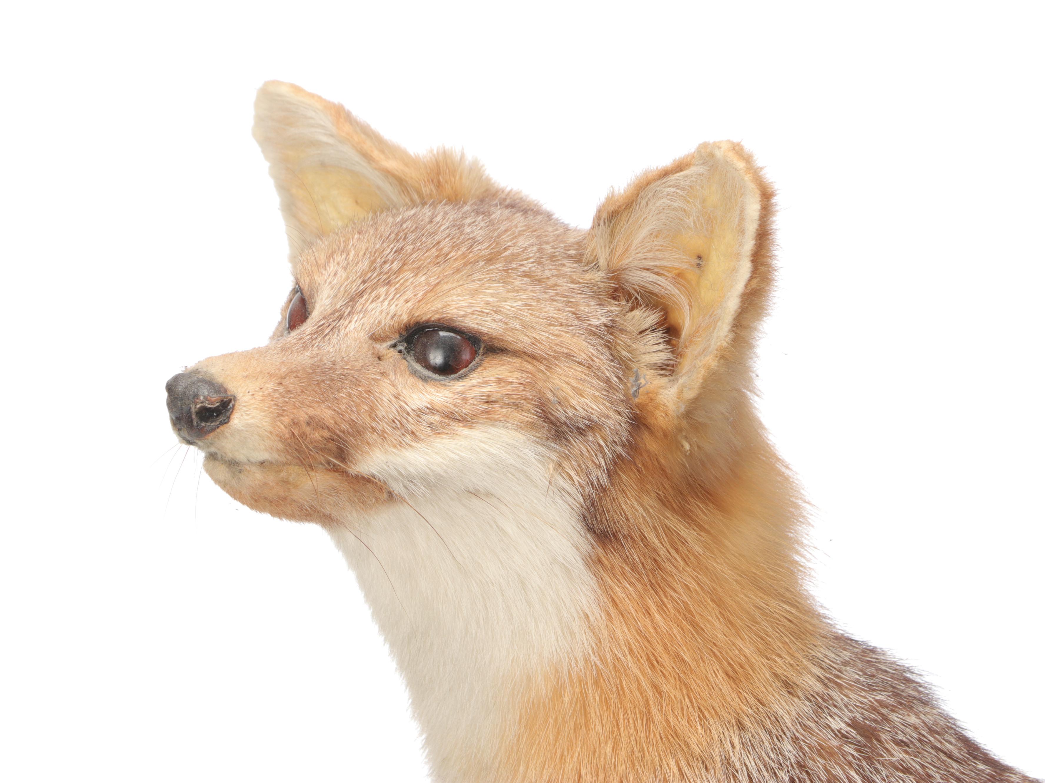 Taxidermy Grey Fox Full Body Mount on Stand