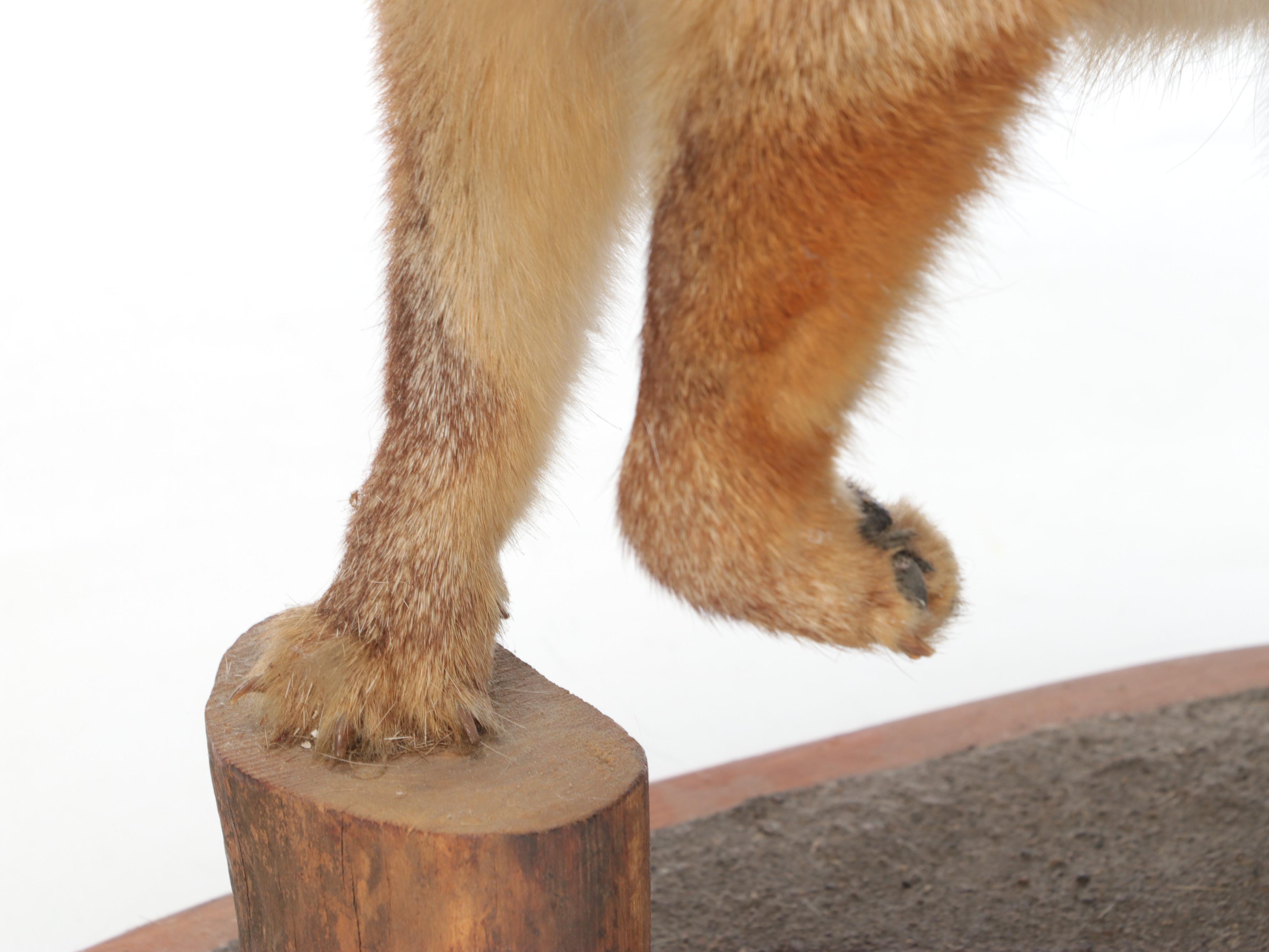 Taxidermy Grey Fox Full Body Mount on Stand