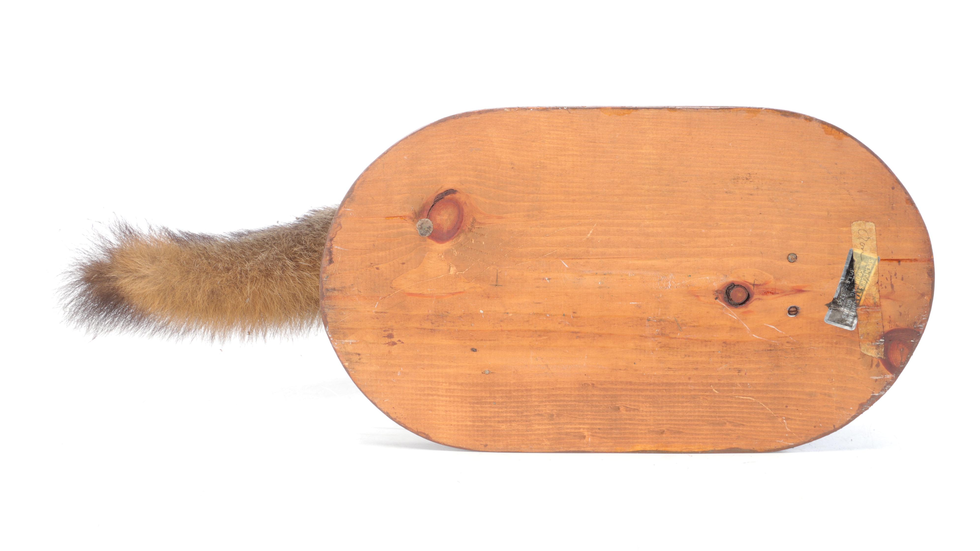 Taxidermy Grey Fox Full Body Mount on Stand