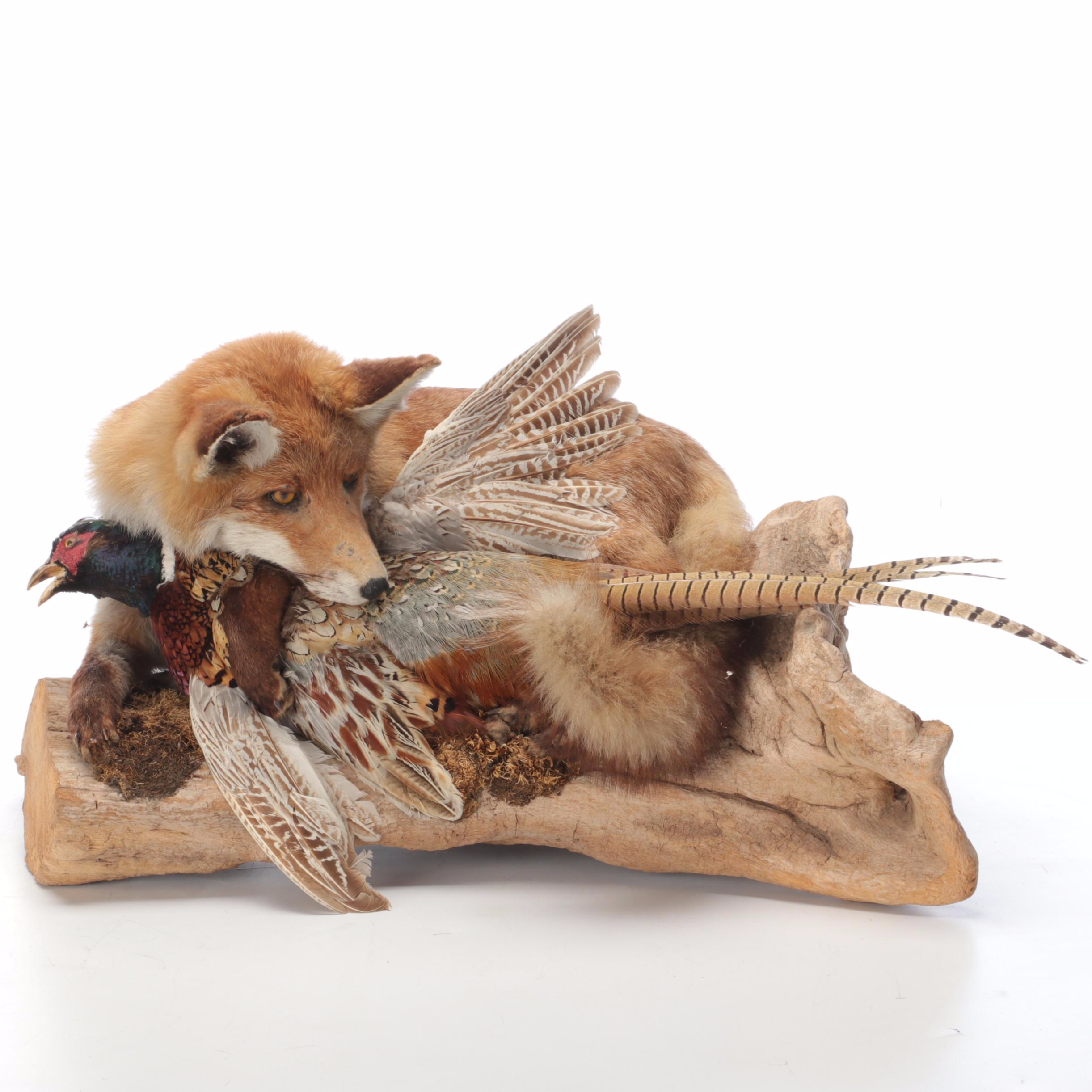 Taxidermy Fox and Ring-Necked Pheasant Full Body Mounts on Driftwood
