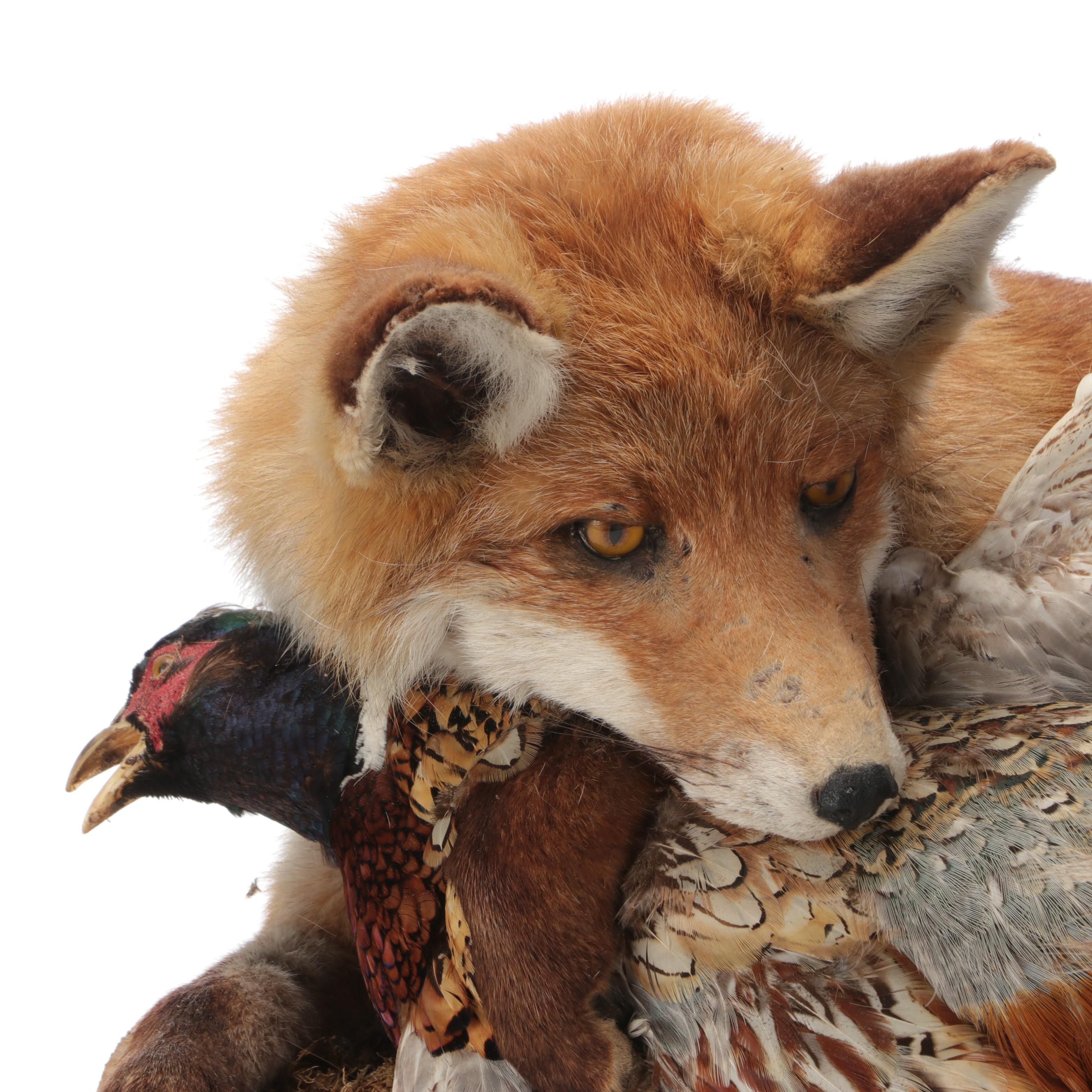 Taxidermy Fox and Ring-Necked Pheasant Full Body Mounts on Driftwood