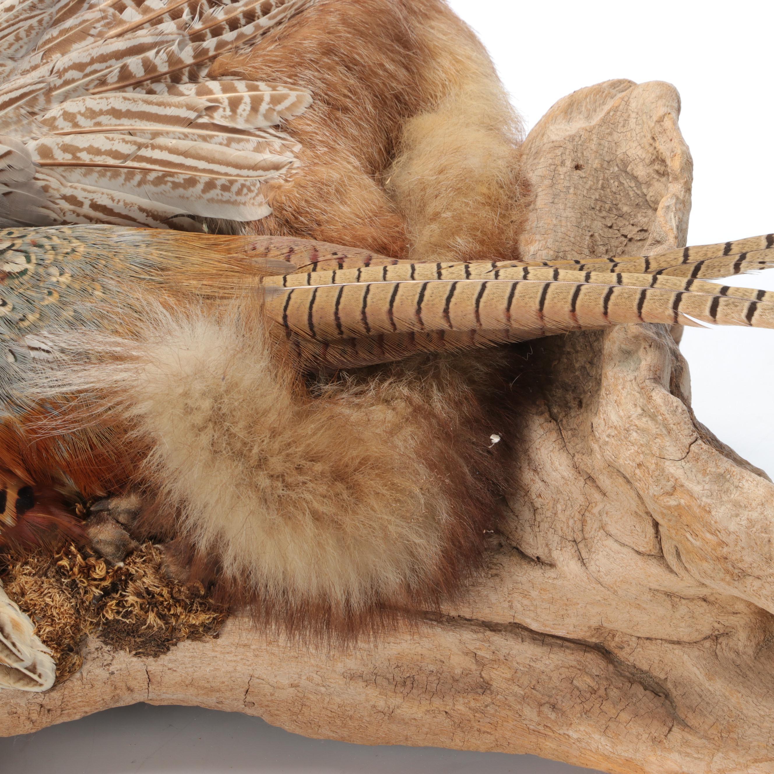 Taxidermy Fox and Ring-Necked Pheasant Full Body Mounts on Driftwood