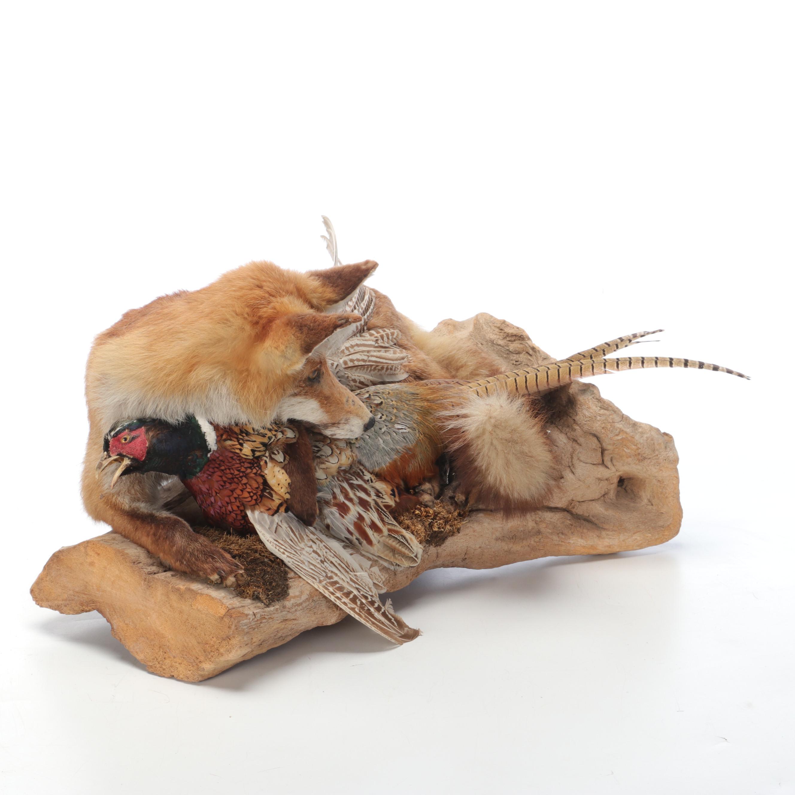 Taxidermy Fox and Ring-Necked Pheasant Full Body Mounts on Driftwood