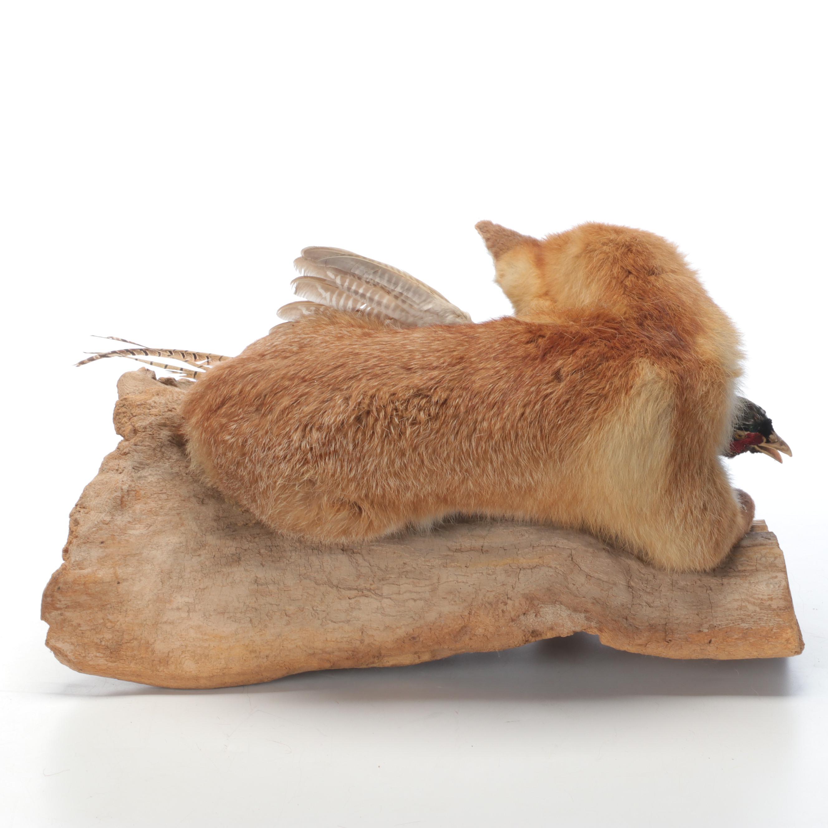 Taxidermy Fox and Ring-Necked Pheasant Full Body Mounts on Driftwood