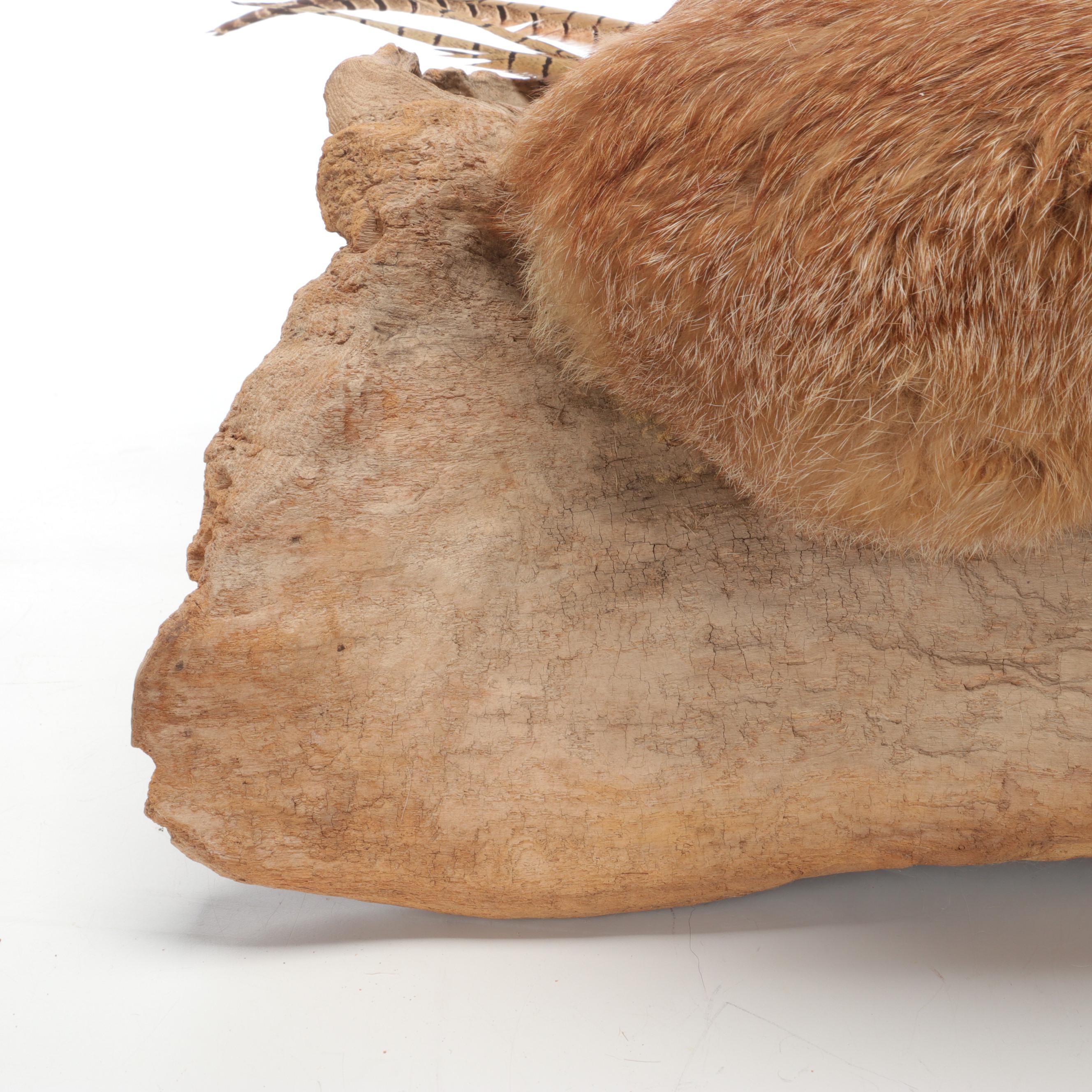Taxidermy Fox and Ring-Necked Pheasant Full Body Mounts on Driftwood