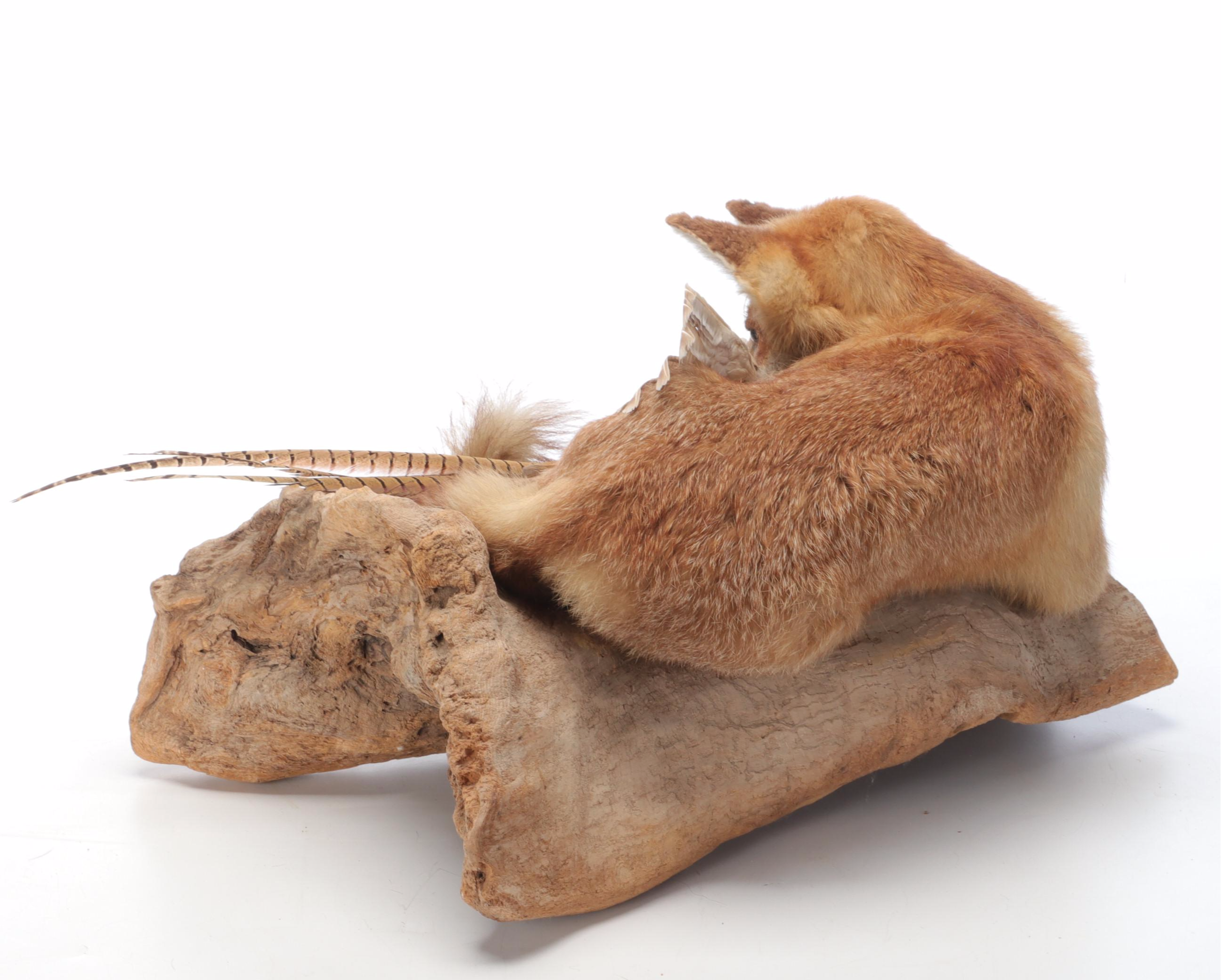 Taxidermy Fox and Ring-Necked Pheasant Full Body Mounts on Driftwood
