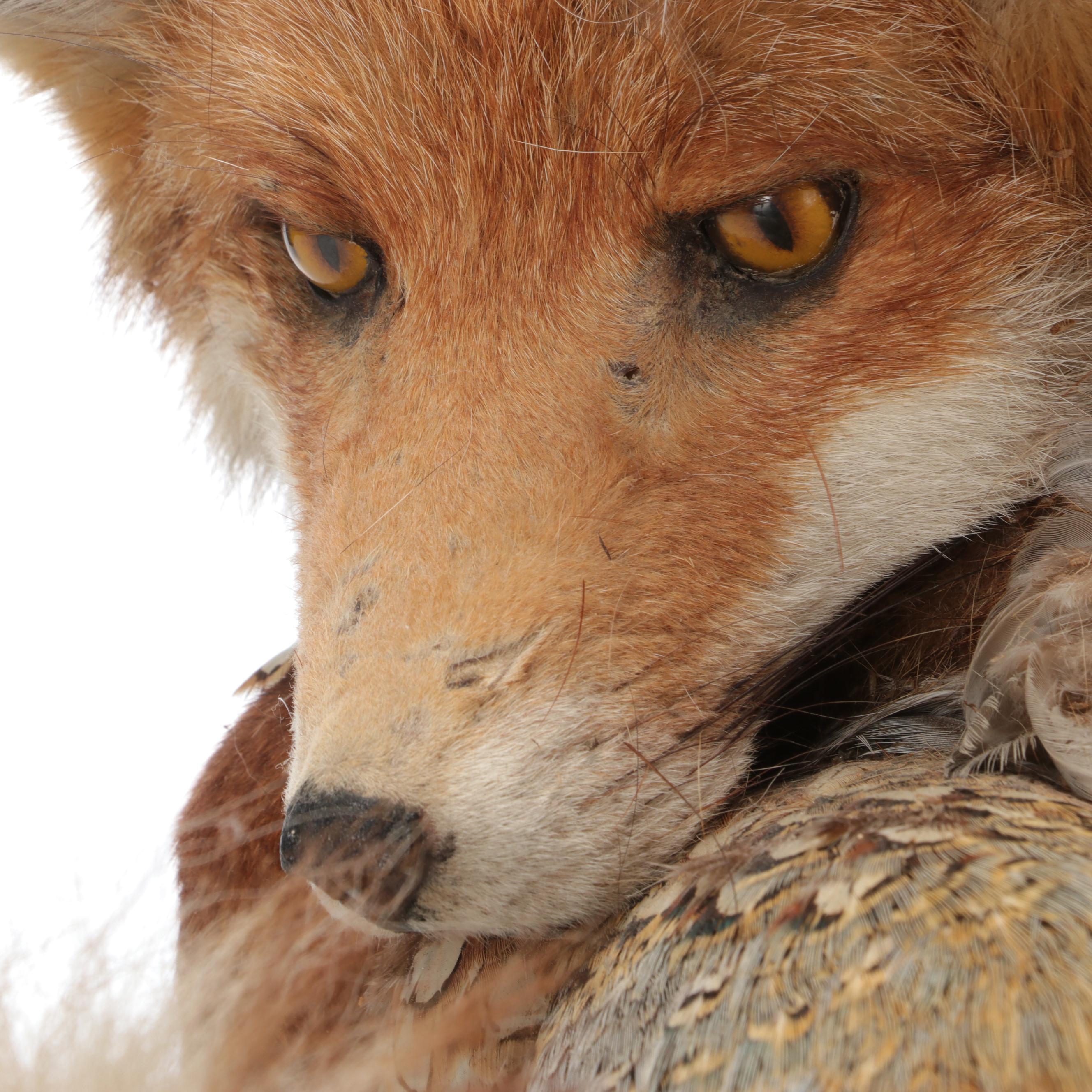 Taxidermy Fox and Ring-Necked Pheasant Full Body Mounts on Driftwood