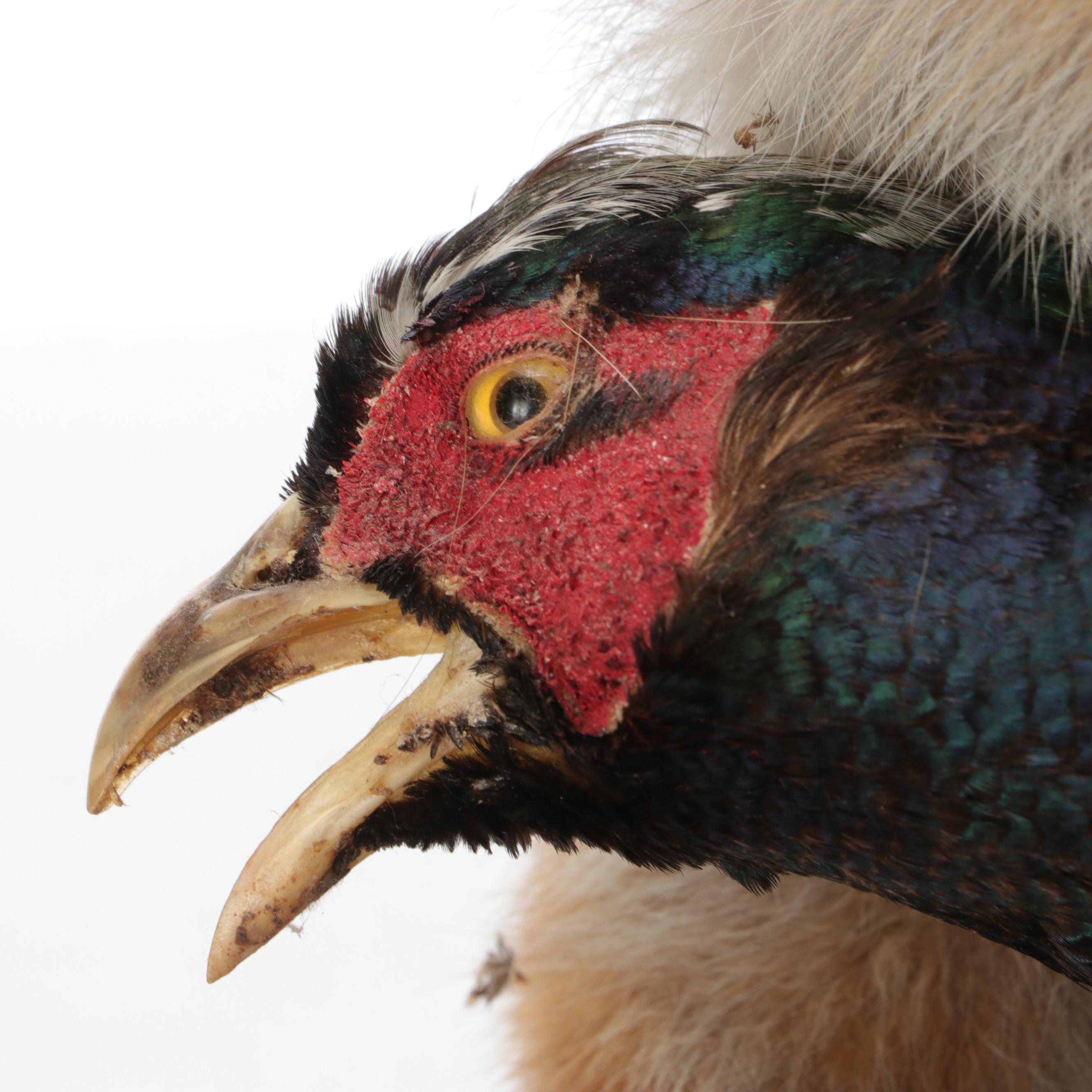 Taxidermy Fox and Ring-Necked Pheasant Full Body Mounts on Driftwood