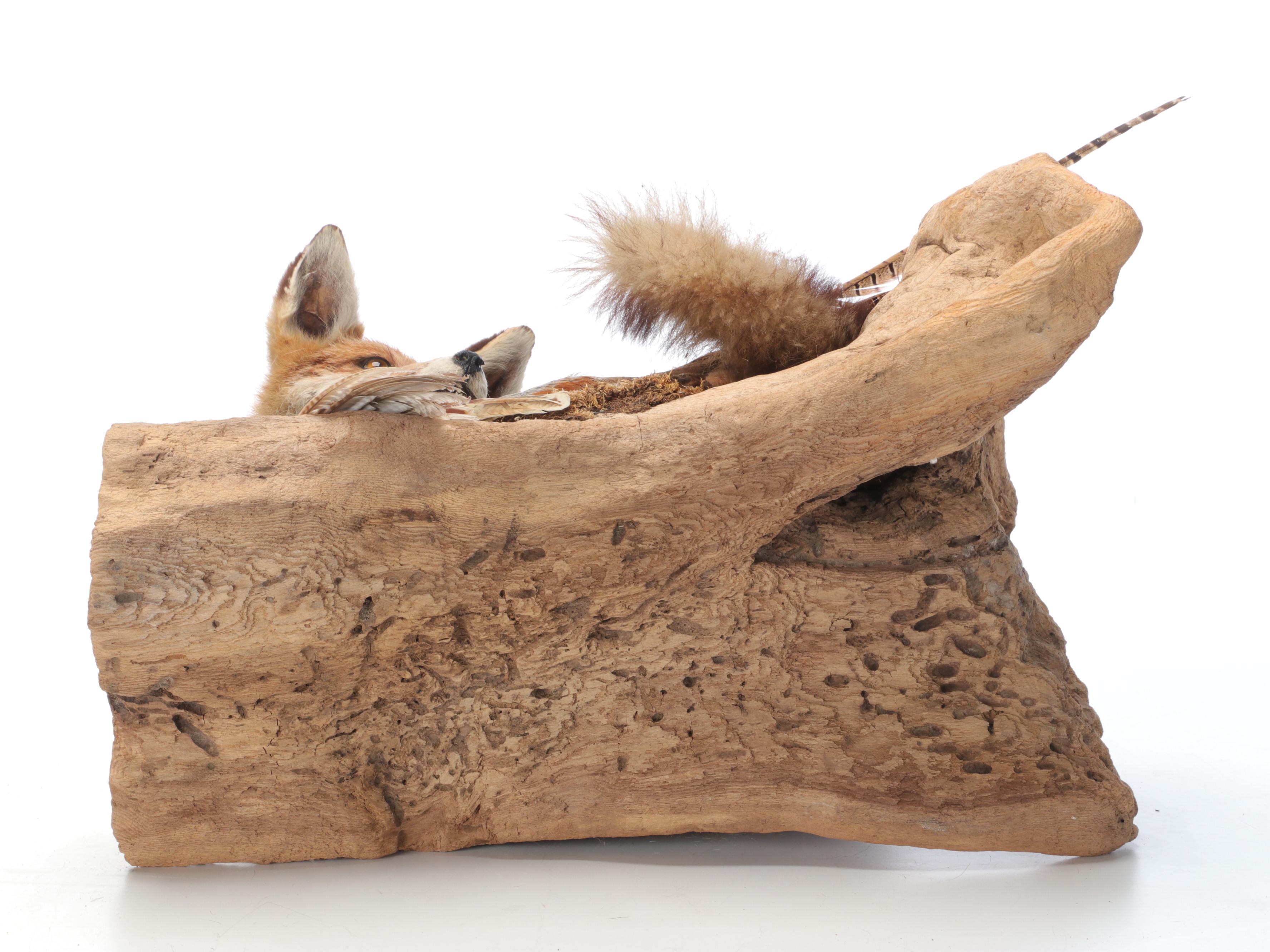 Taxidermy Fox and Ring-Necked Pheasant Full Body Mounts on Driftwood