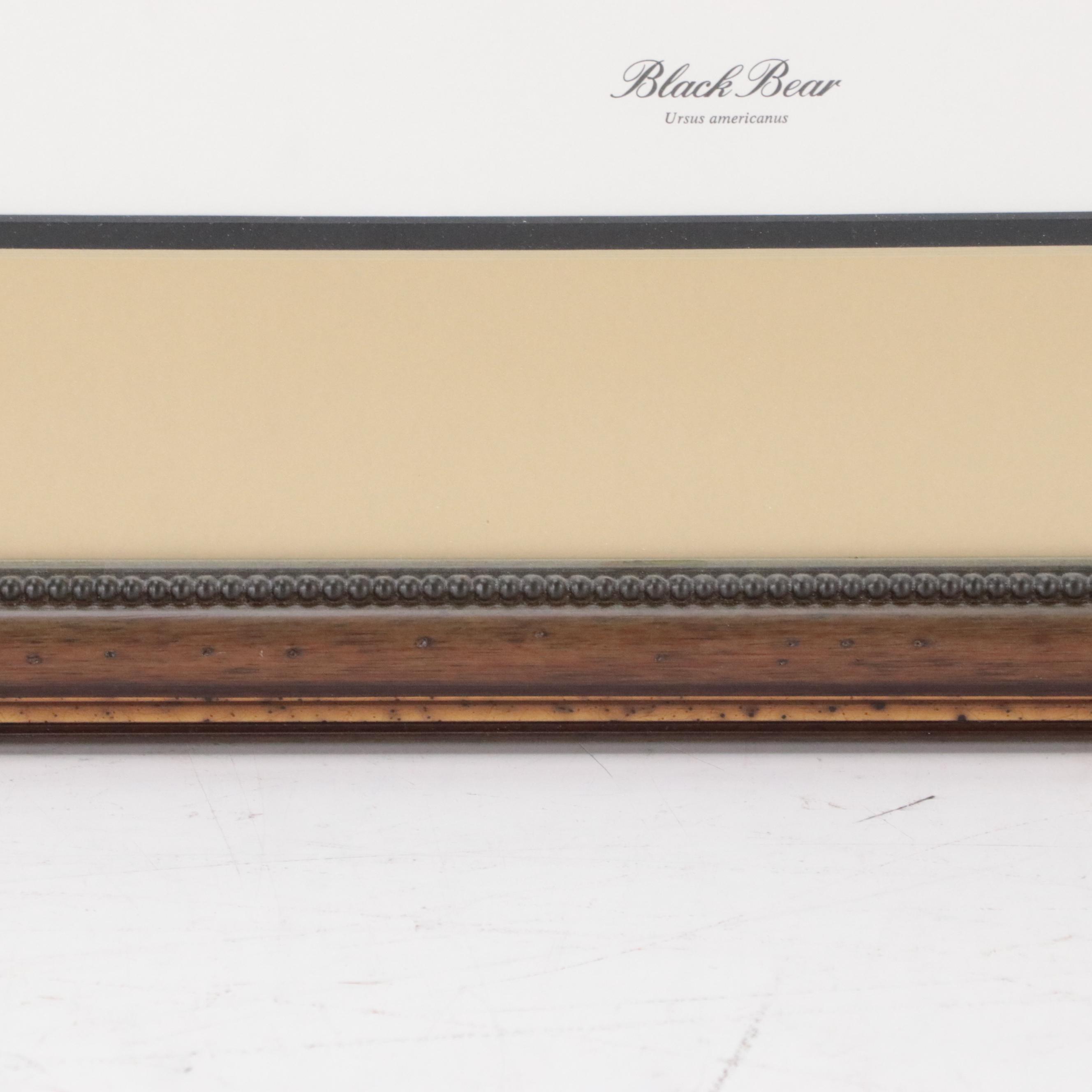 Ray Harm Offset Print "Black Bear"