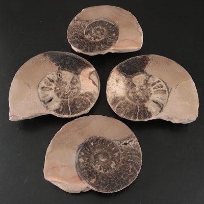 Polished Fossil Ammonite Book-Matched Half Shells