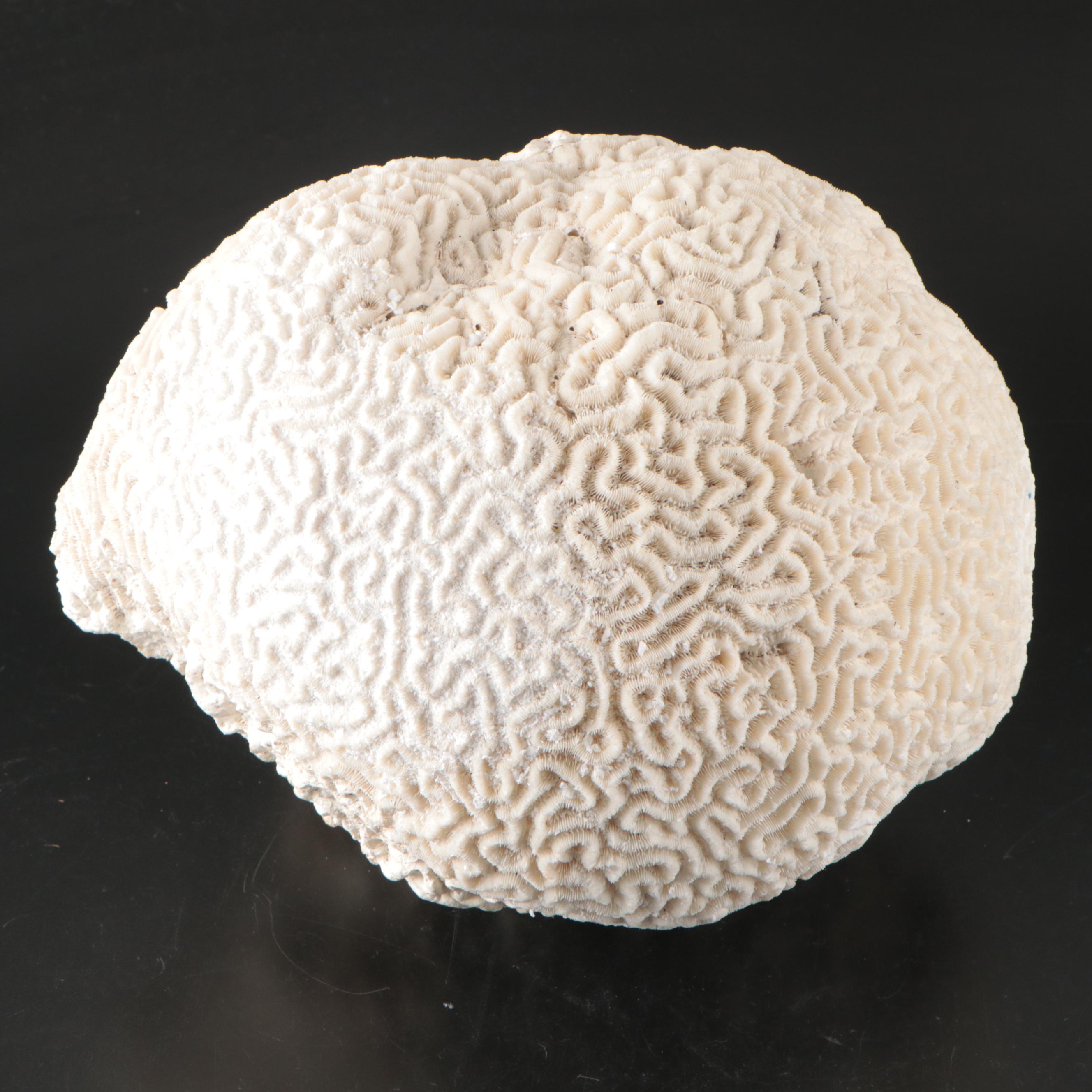 Fossilized Brain Coral Specimen