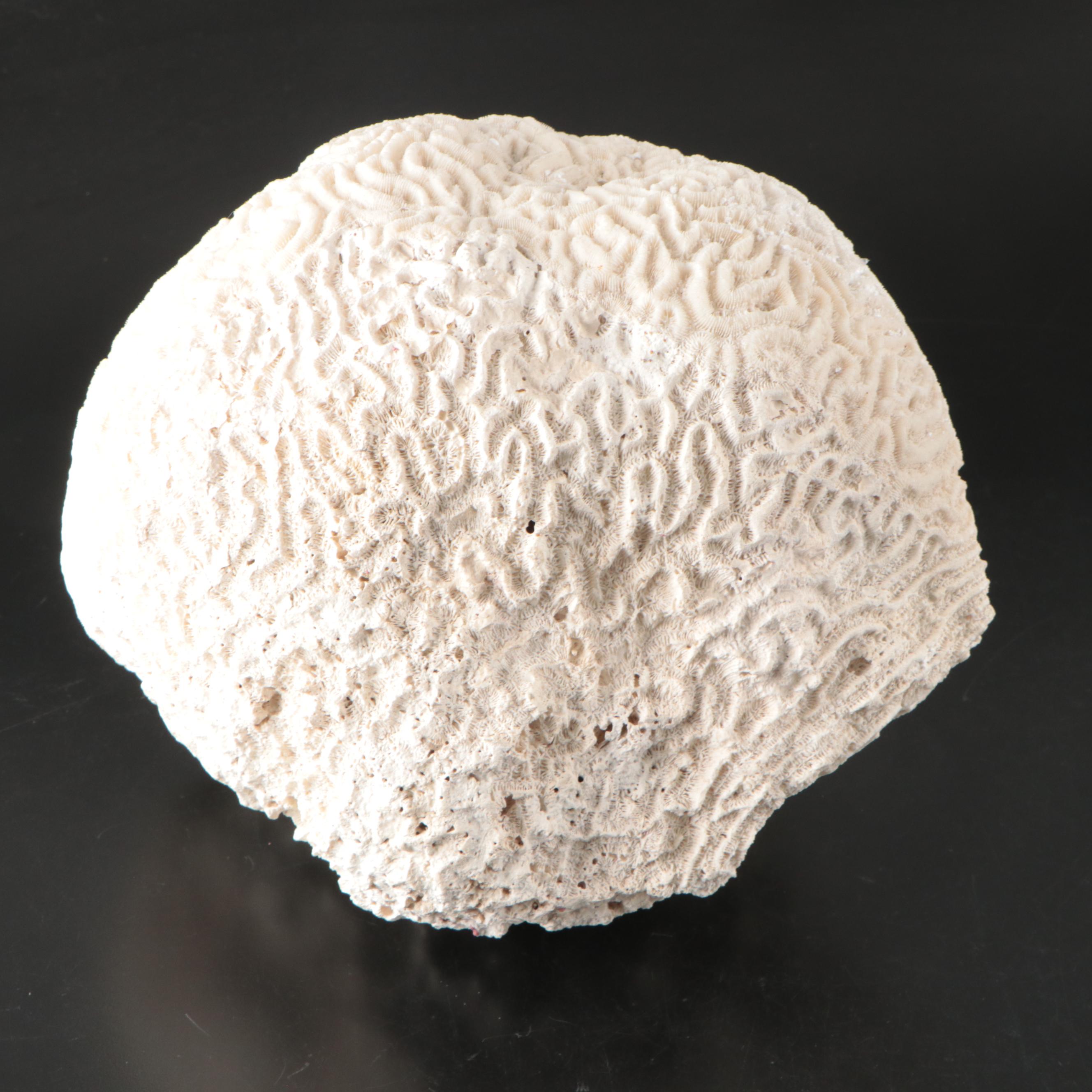 Fossilized Brain Coral Specimen