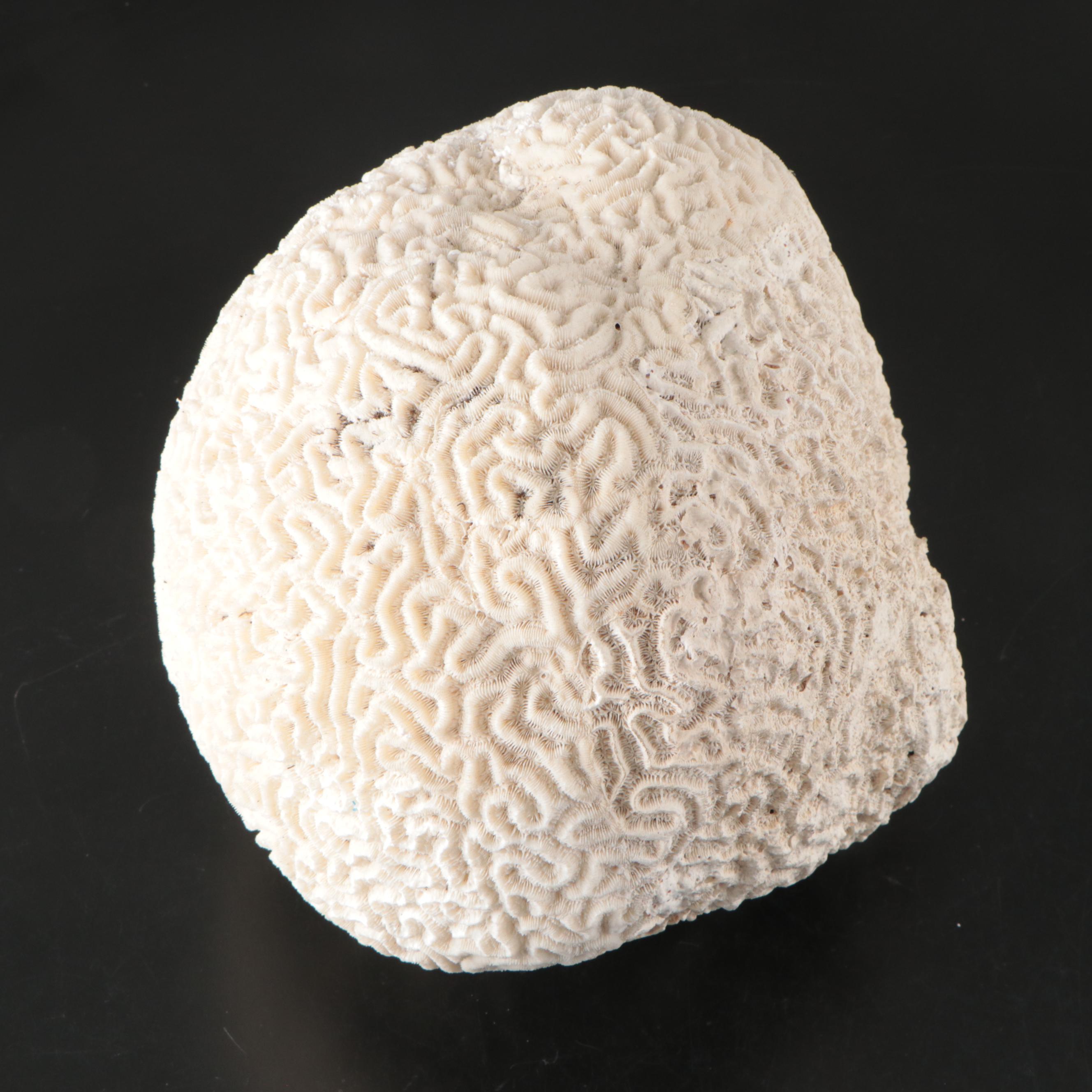 Fossilized Brain Coral Specimen