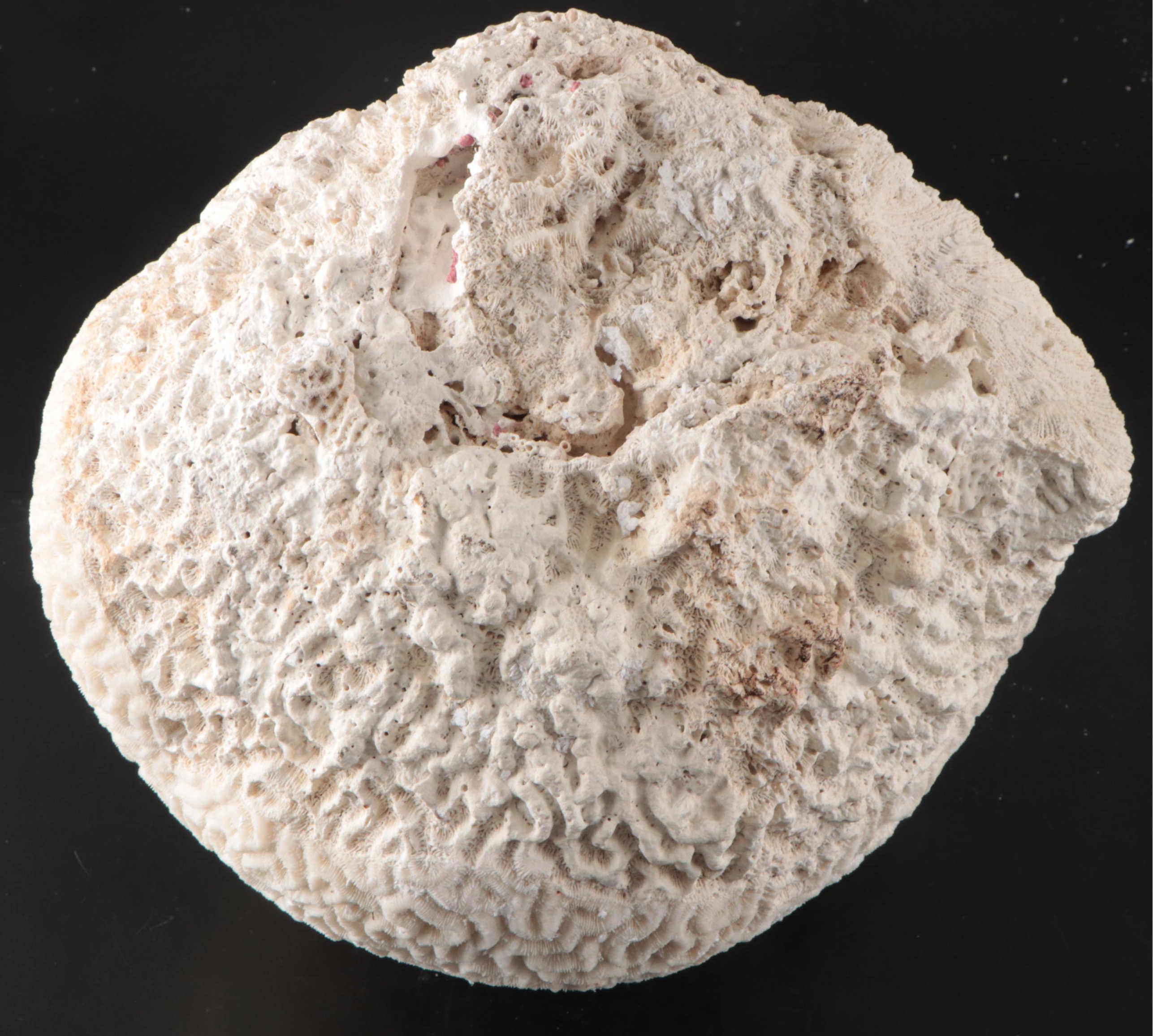Fossilized Brain Coral Specimen