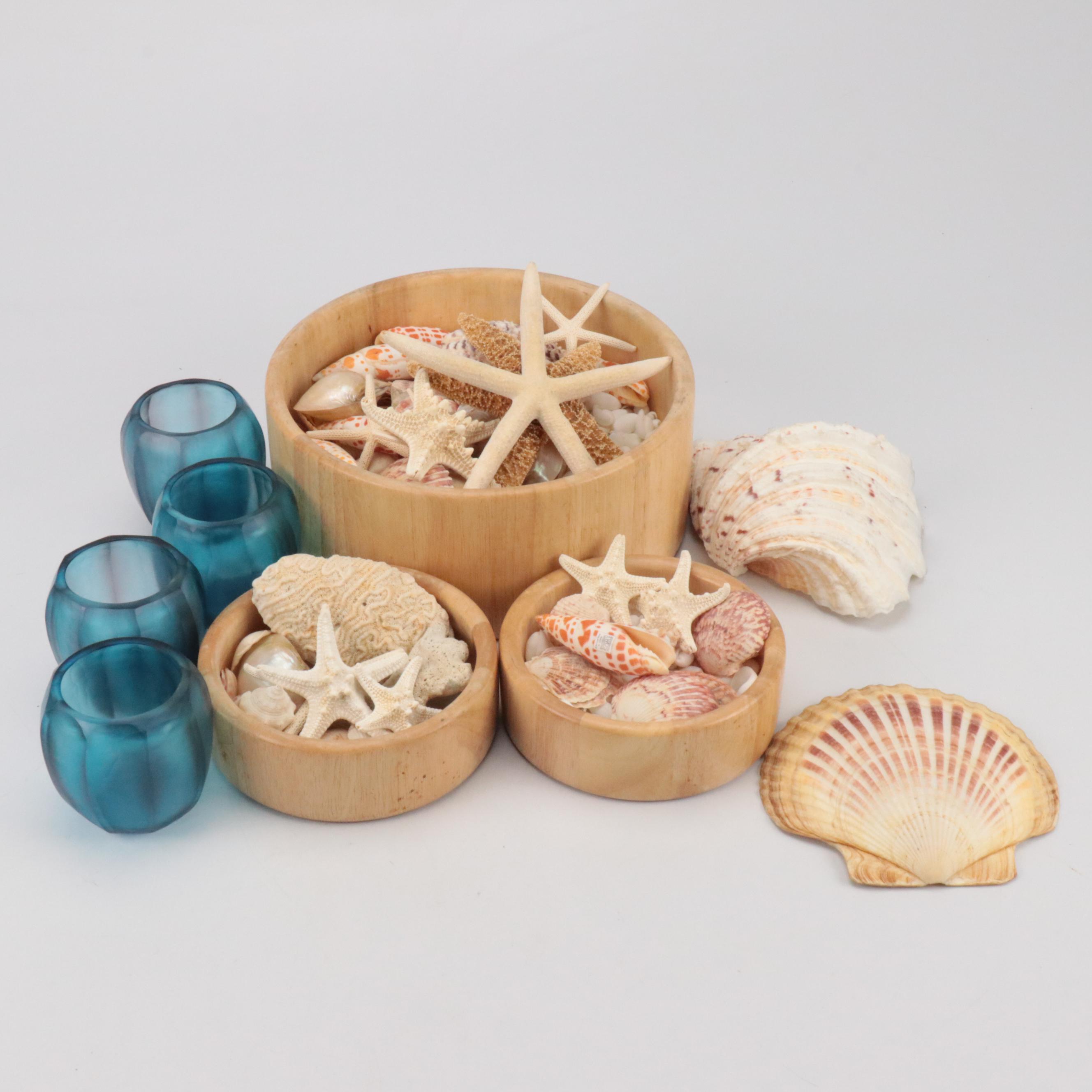 Knobby Sea Stars, Spiny Oyster Shells, Cones, Fossil Coral, Giant Clam