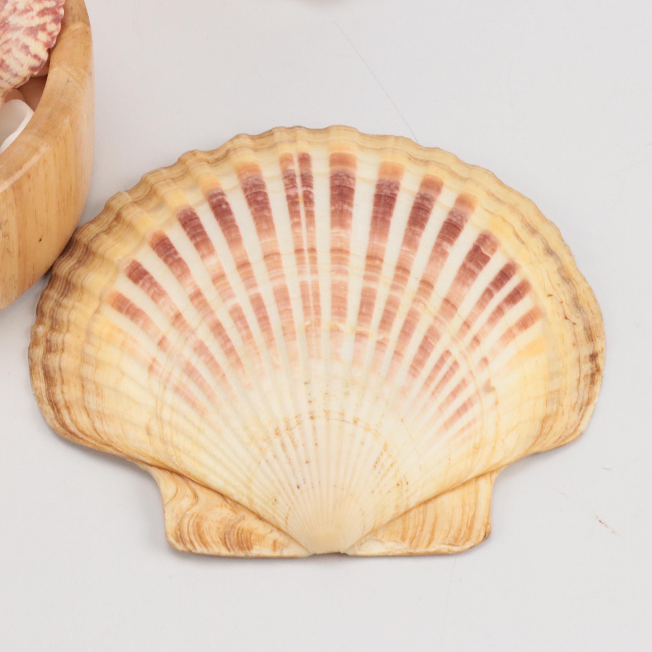 Knobby Sea Stars, Spiny Oyster Shells, Cones, Fossil Coral, Giant Clam