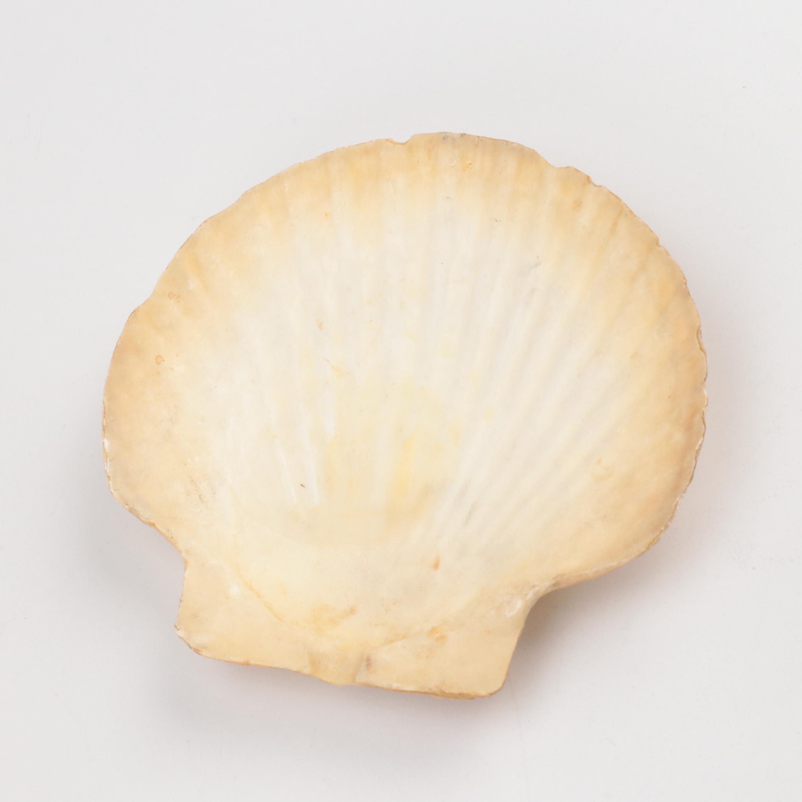 Knobby Sea Stars, Spiny Oyster Shells, Cones, Fossil Coral, Giant Clam