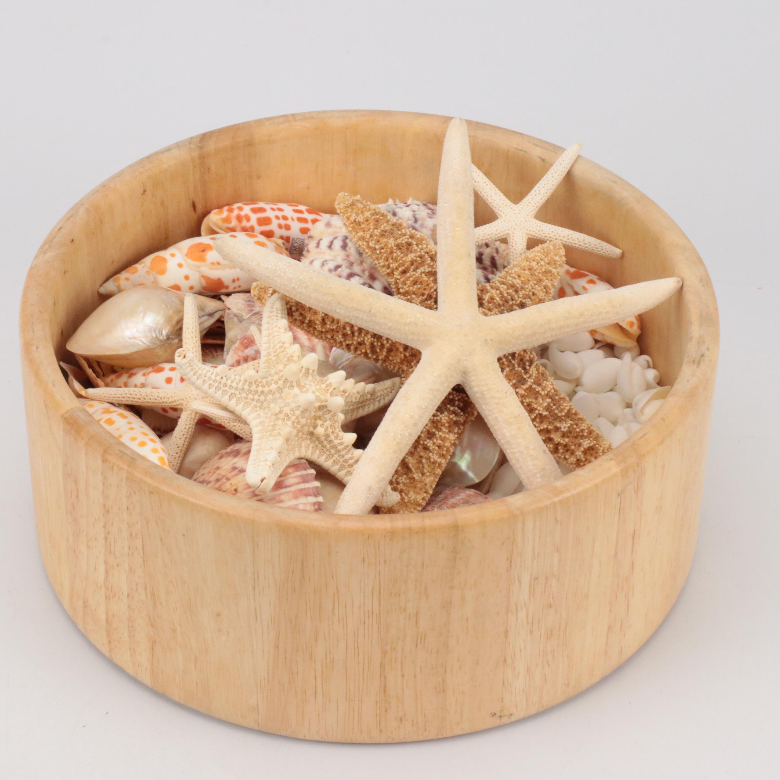 Knobby Sea Stars, Spiny Oyster Shells, Cones, Fossil Coral, Giant Clam