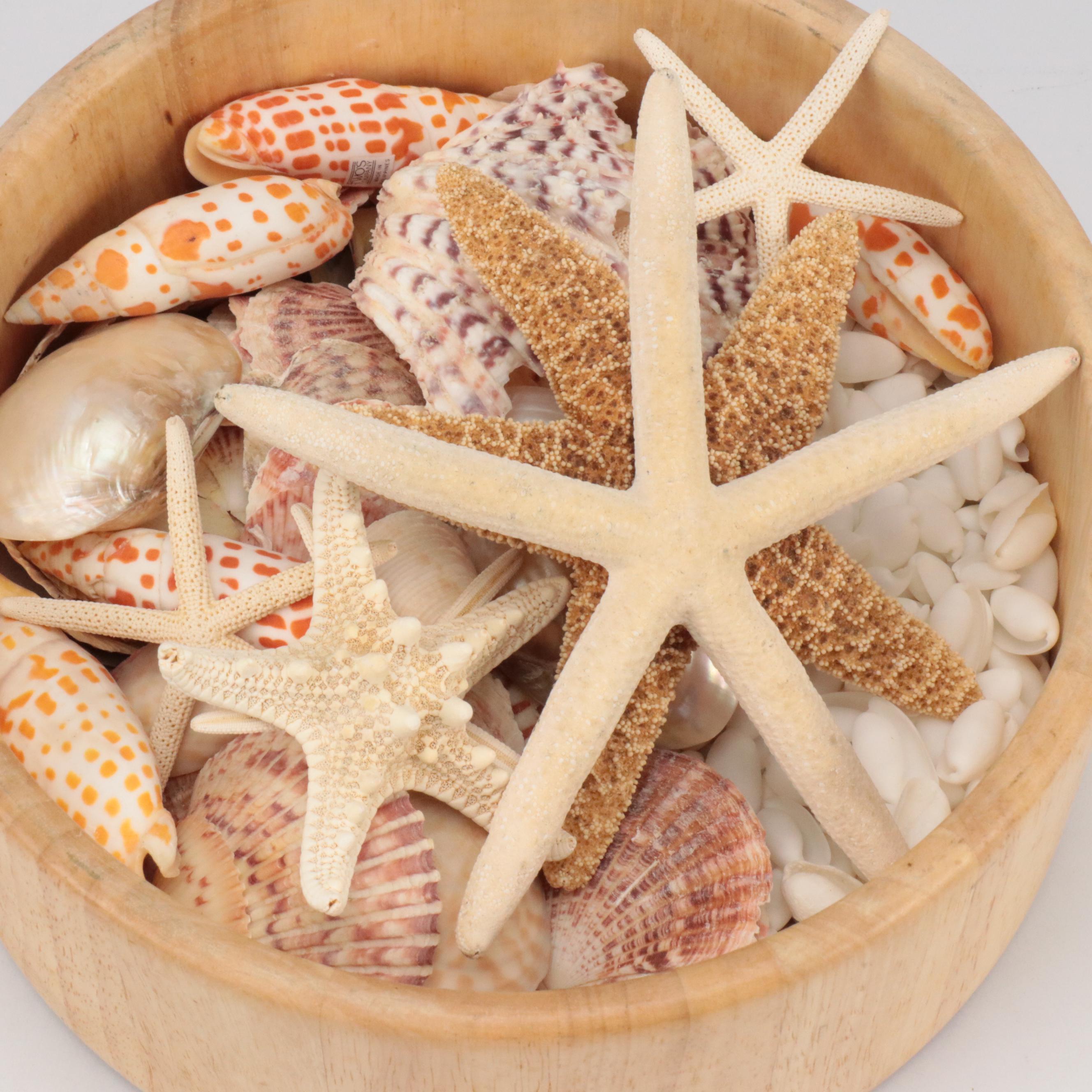 Knobby Sea Stars, Spiny Oyster Shells, Cones, Fossil Coral, Giant Clam