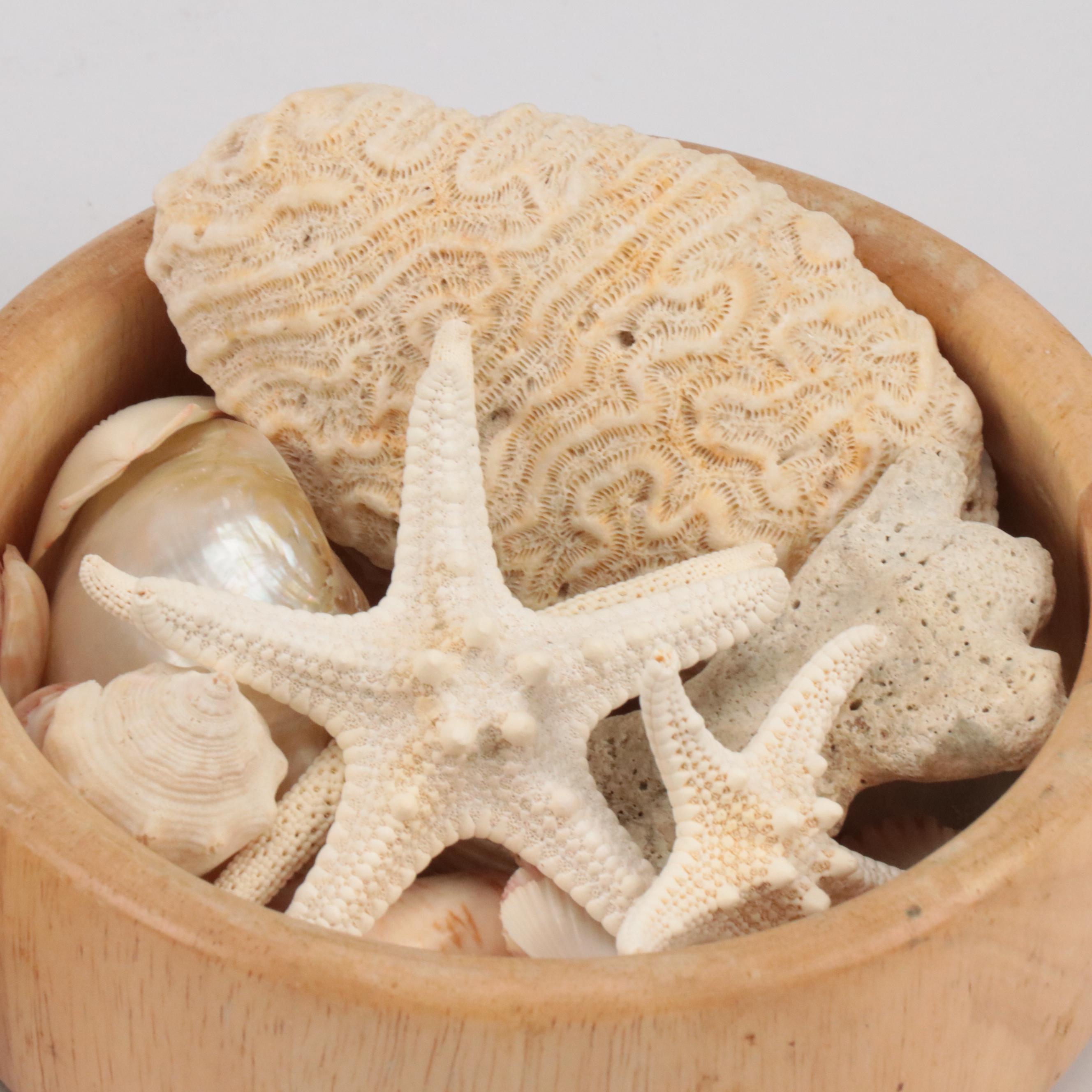 Knobby Sea Stars, Spiny Oyster Shells, Cones, Fossil Coral, Giant Clam