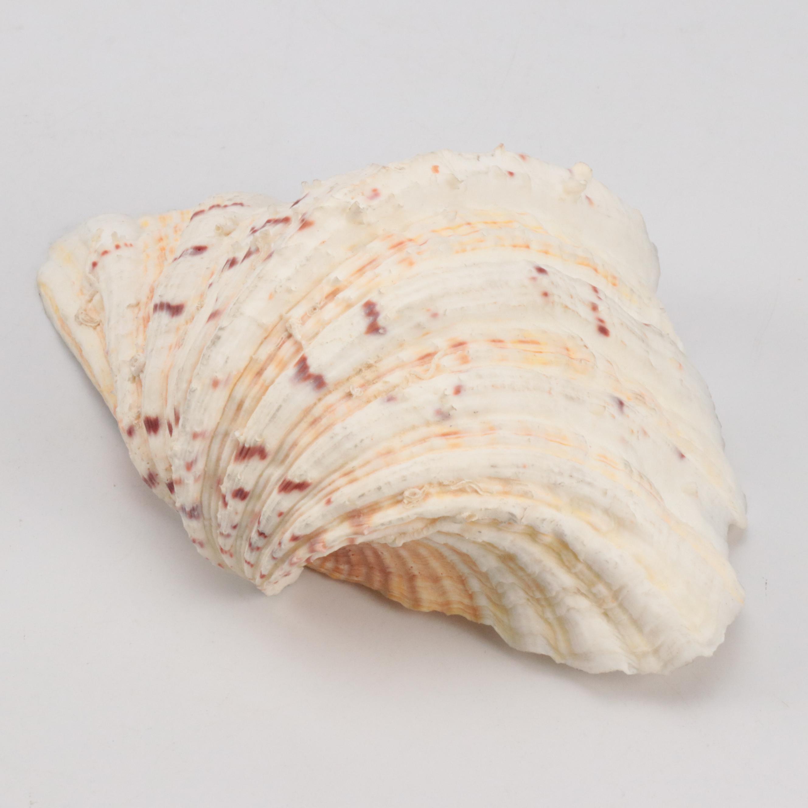 Knobby Sea Stars, Spiny Oyster Shells, Cones, Fossil Coral, Giant Clam