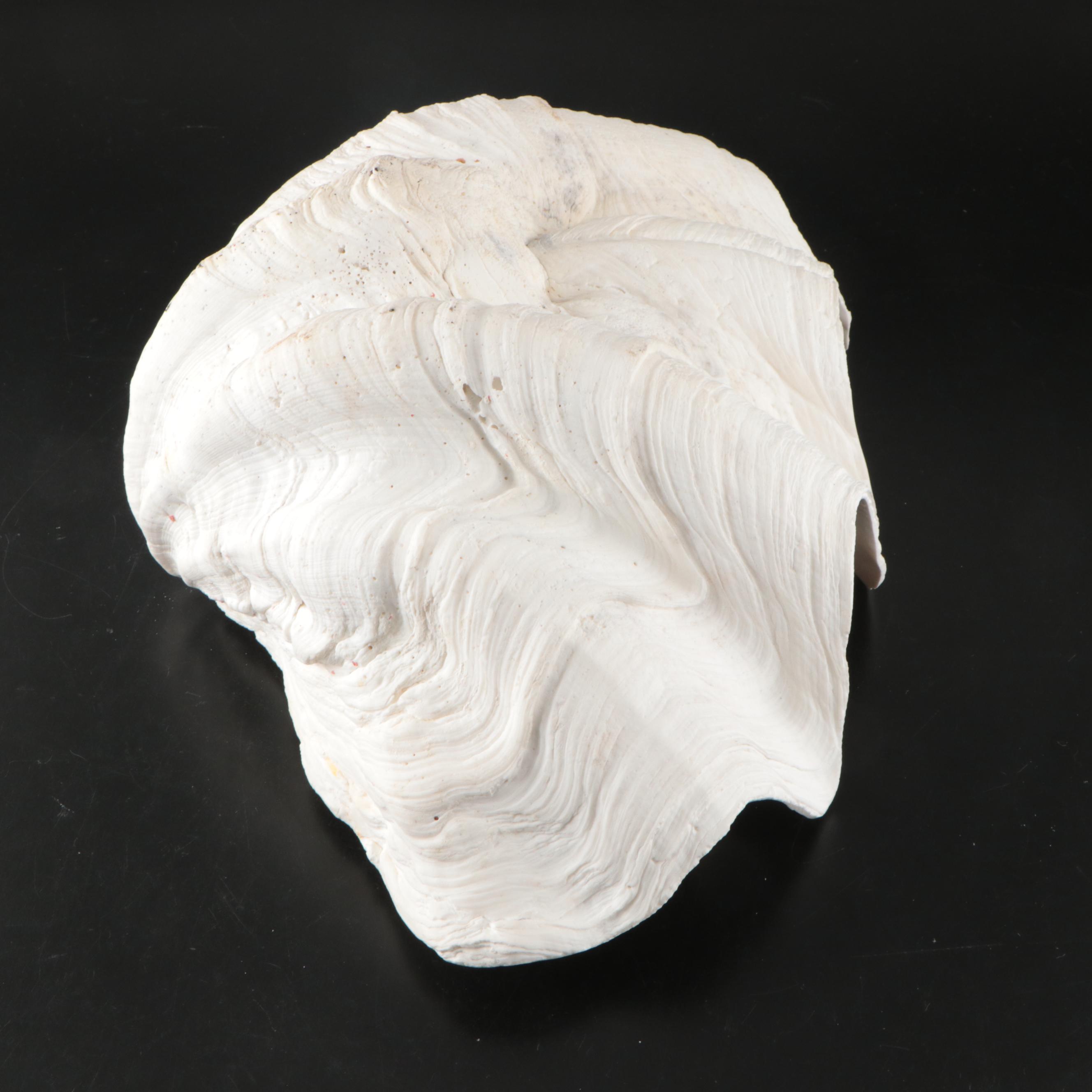 Natural Giant Clam Shell Halves