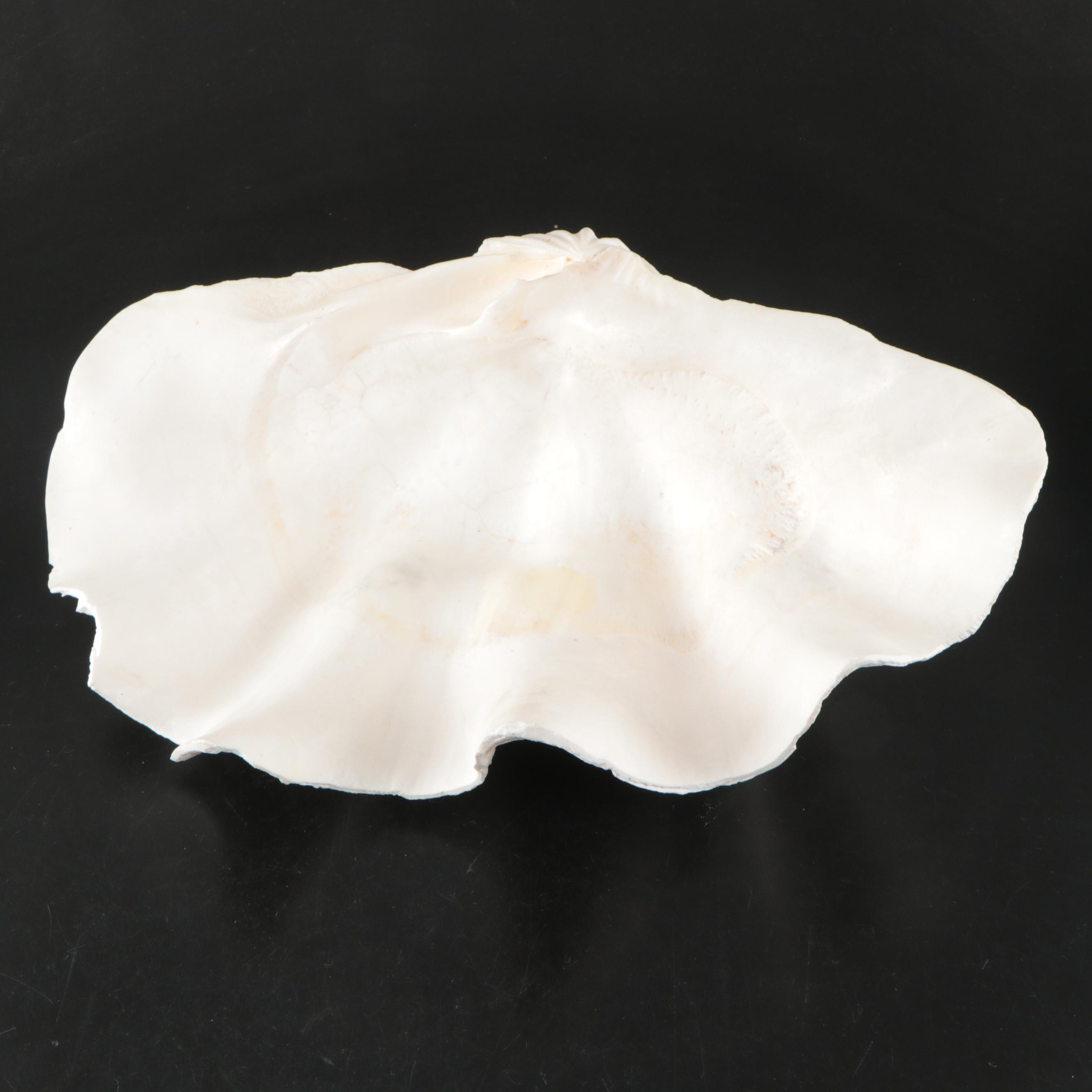 Natural Giant Clam Shell Halves