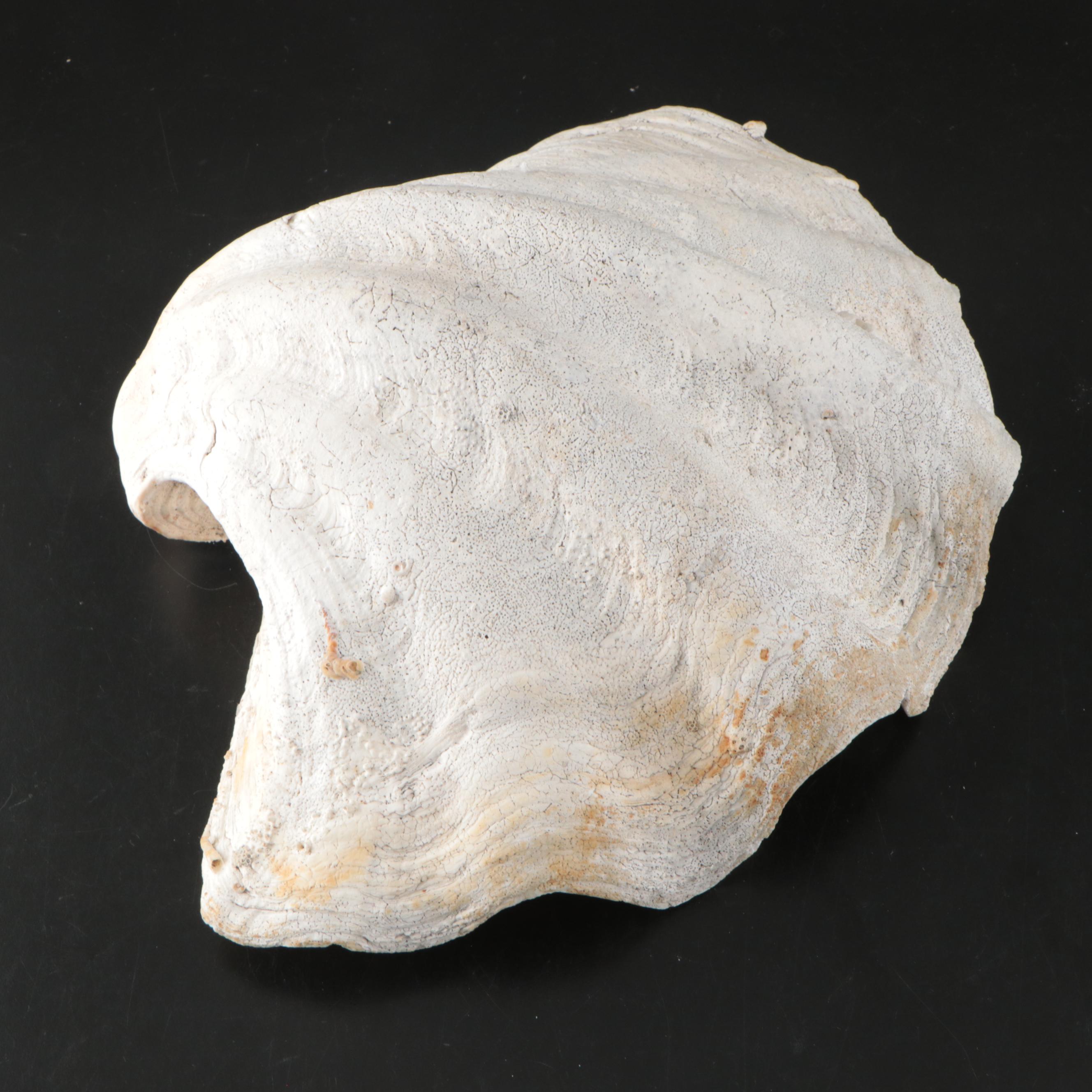 Natural Giant Clam Shell Halves