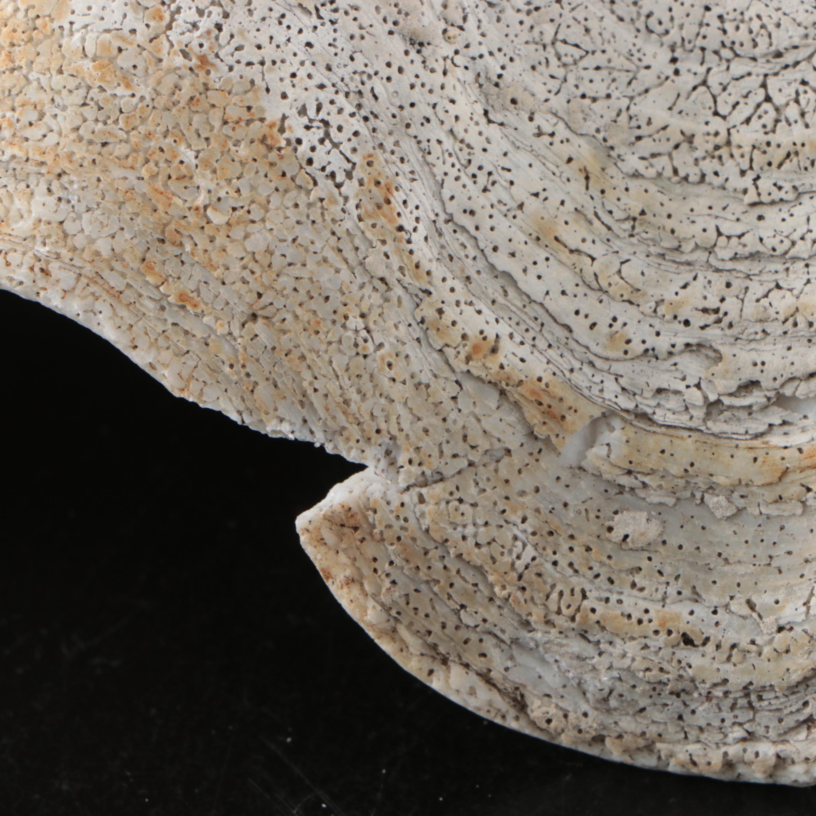 Natural Giant Clam Shell Halves