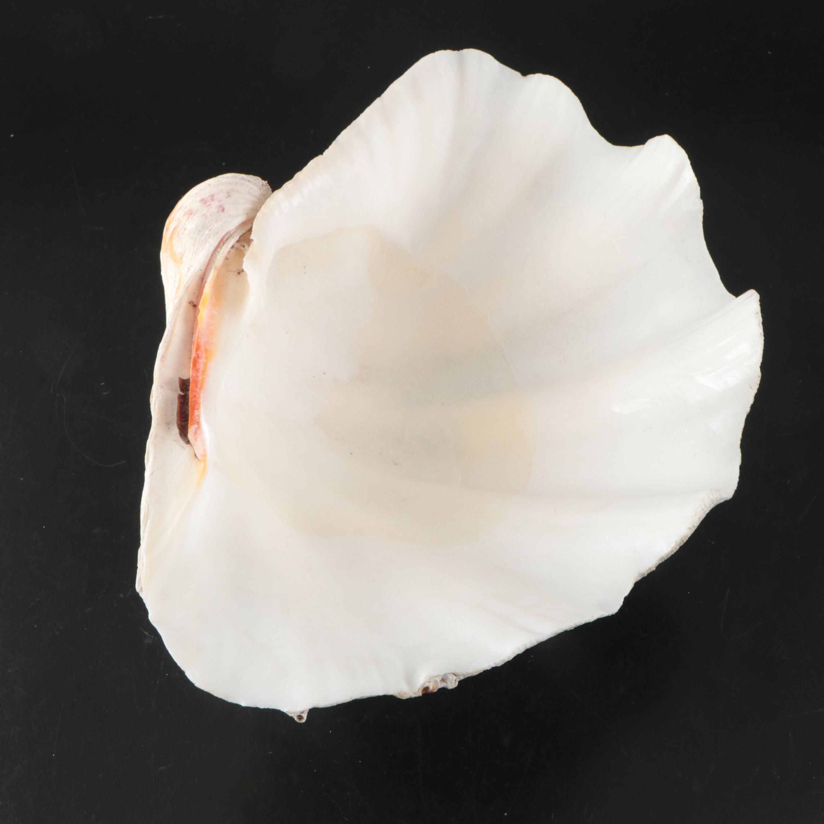 Natural Giant Clam Shell Halves