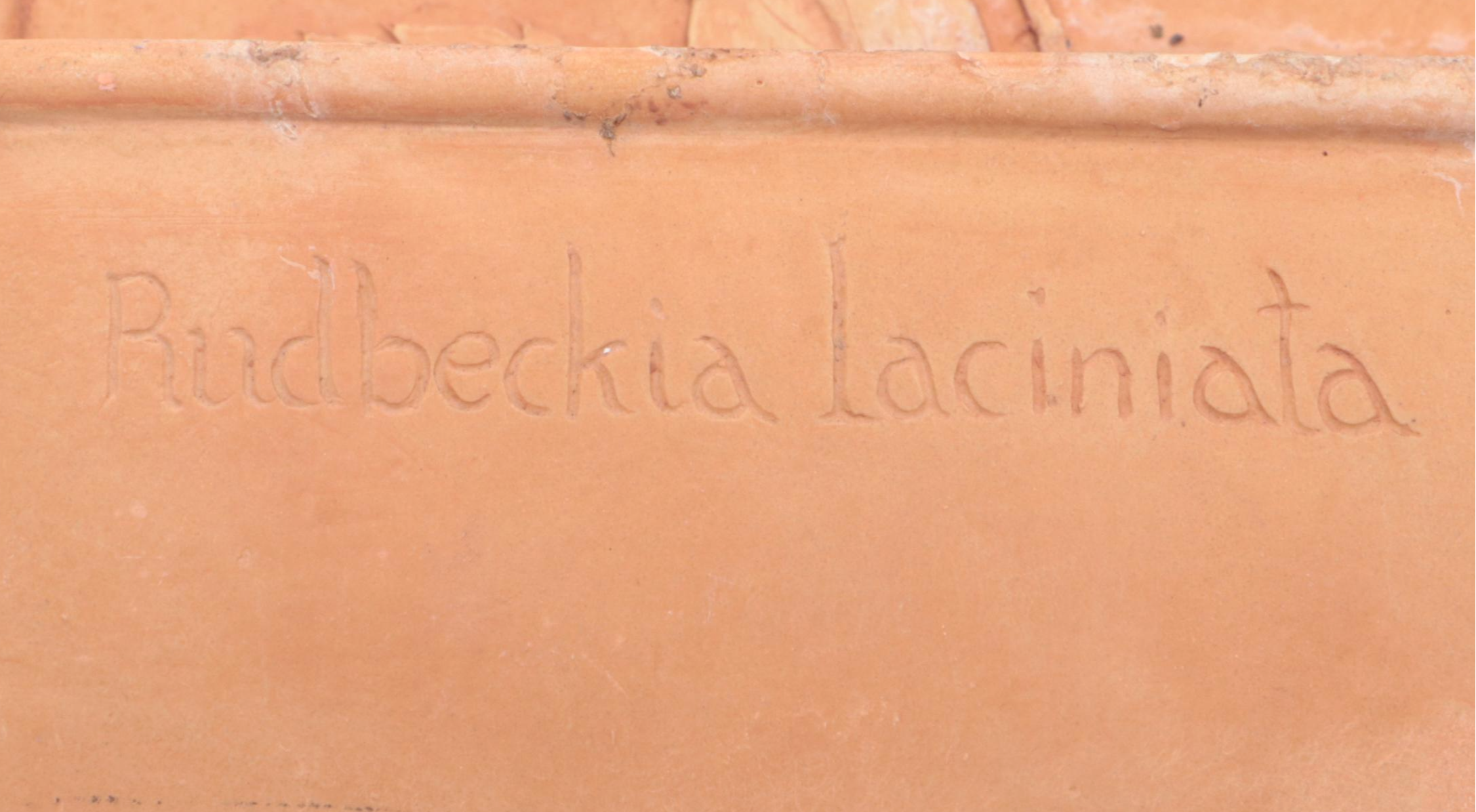 Cutleaf Coneflower Terracotta Wall Pocket and Italian Painted Wall Pocket