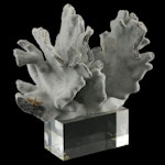 Part Fossil Blue Coral Specimen with Sugar Starfish on Acrylic Stand