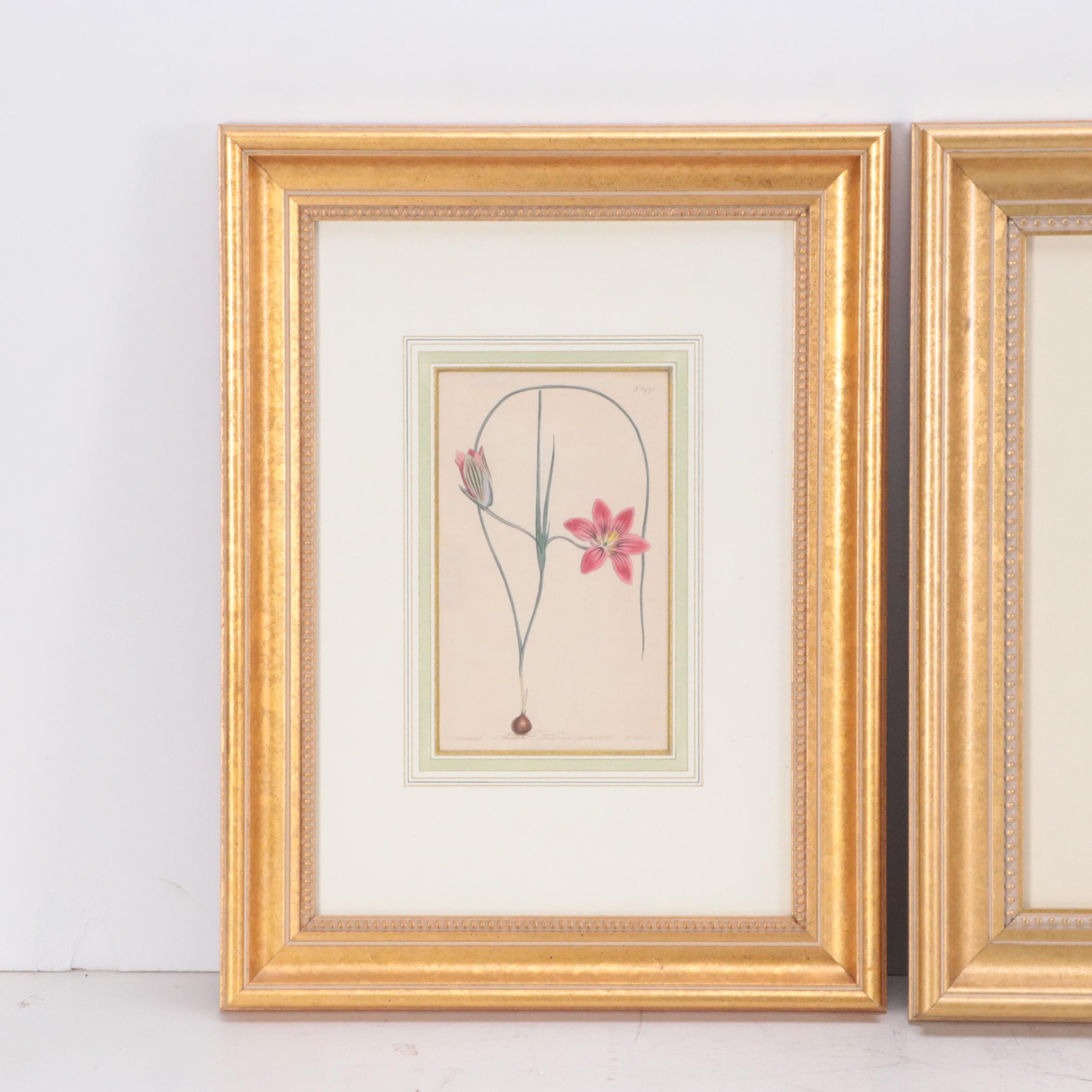 Hand-Colored Engravings from Antique Botanical Magazines, 19th Century