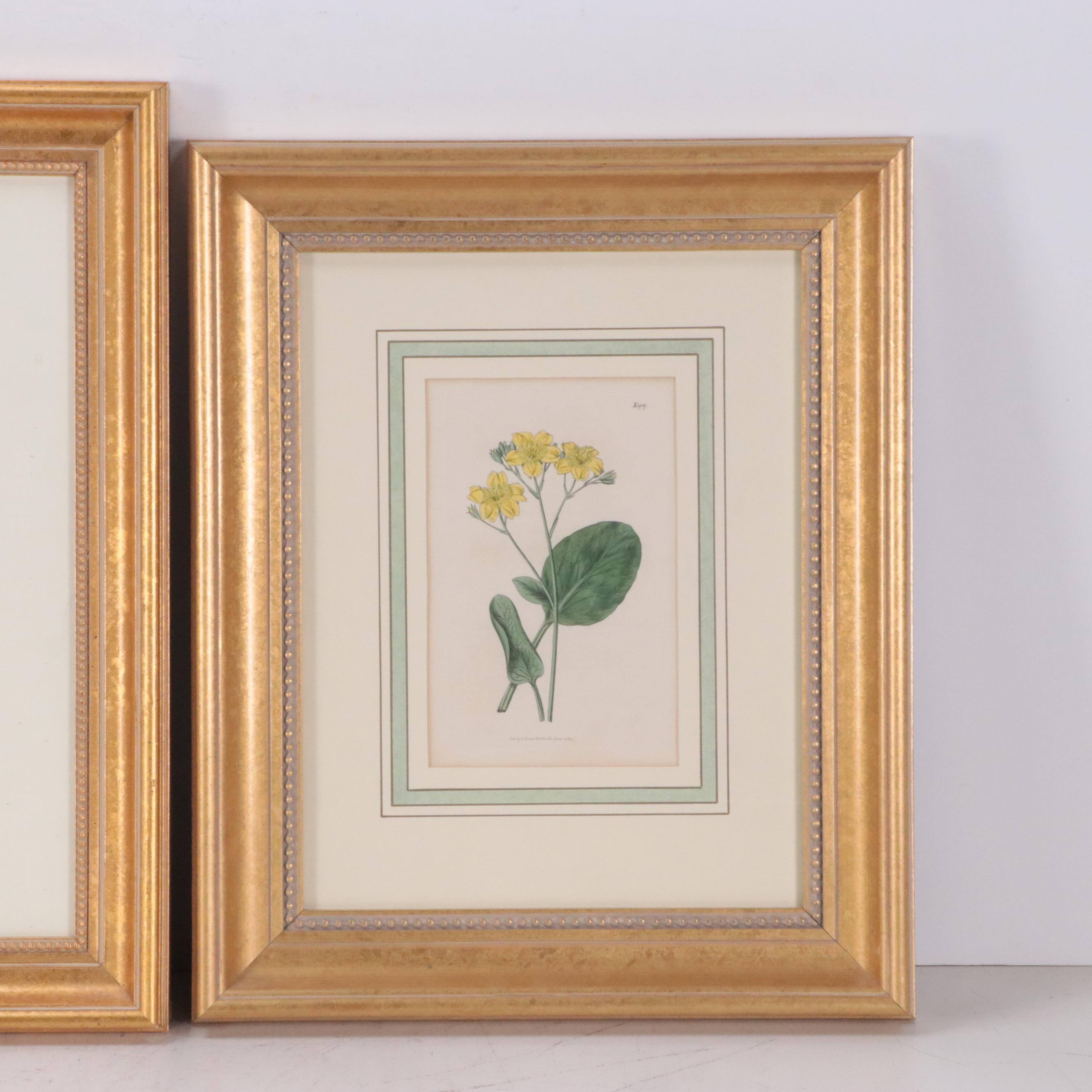 Hand-Colored Engravings from Antique Botanical Magazines, 19th Century