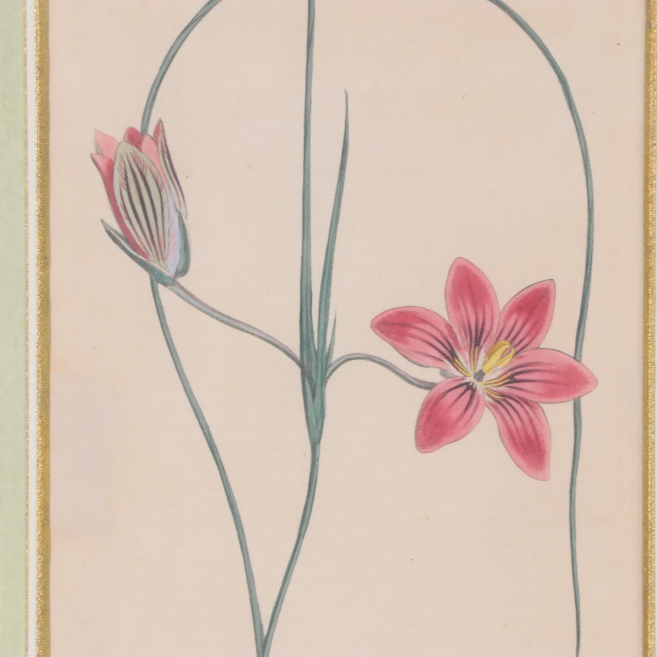 Hand-Colored Engravings from Antique Botanical Magazines, 19th Century