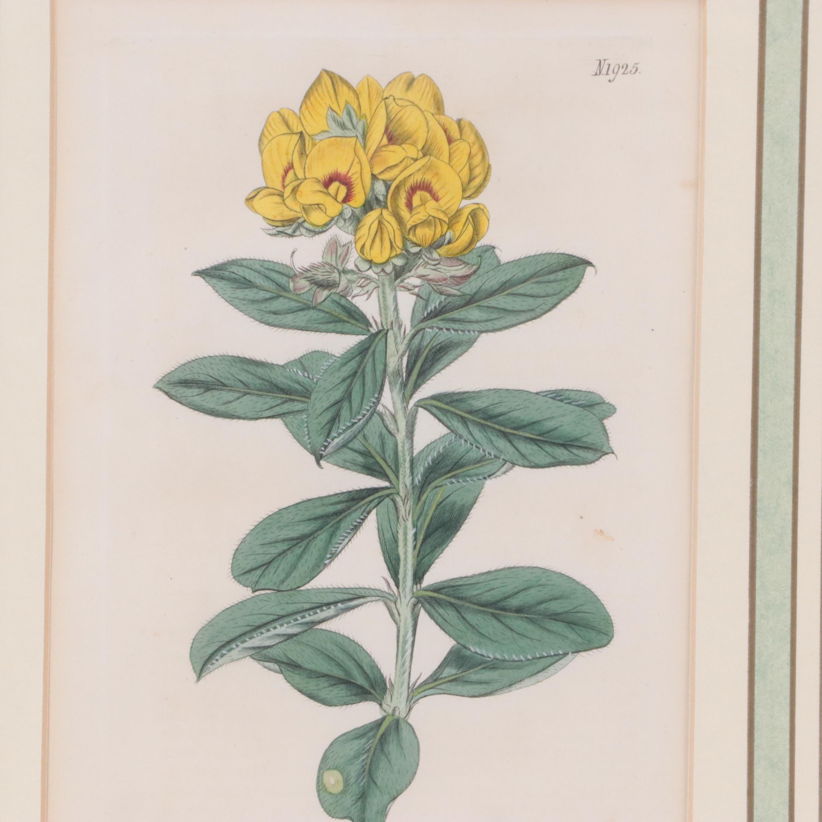 Hand-Colored Engravings from Antique Botanical Magazines, 19th Century