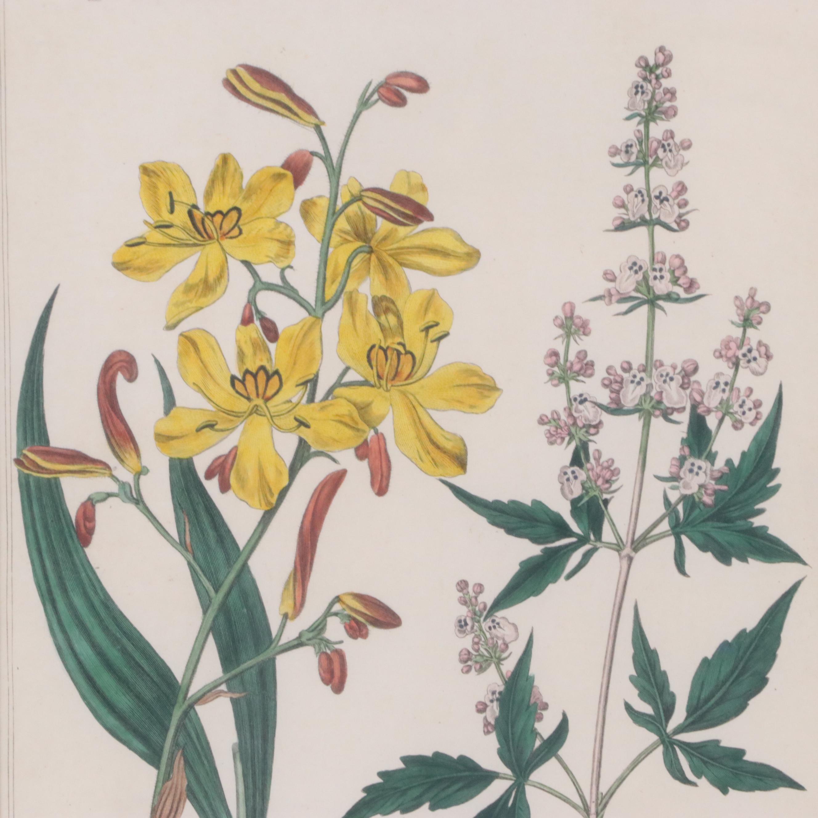 Hand-Colored Engravings from Antique Botanical Magazines, 19th Century