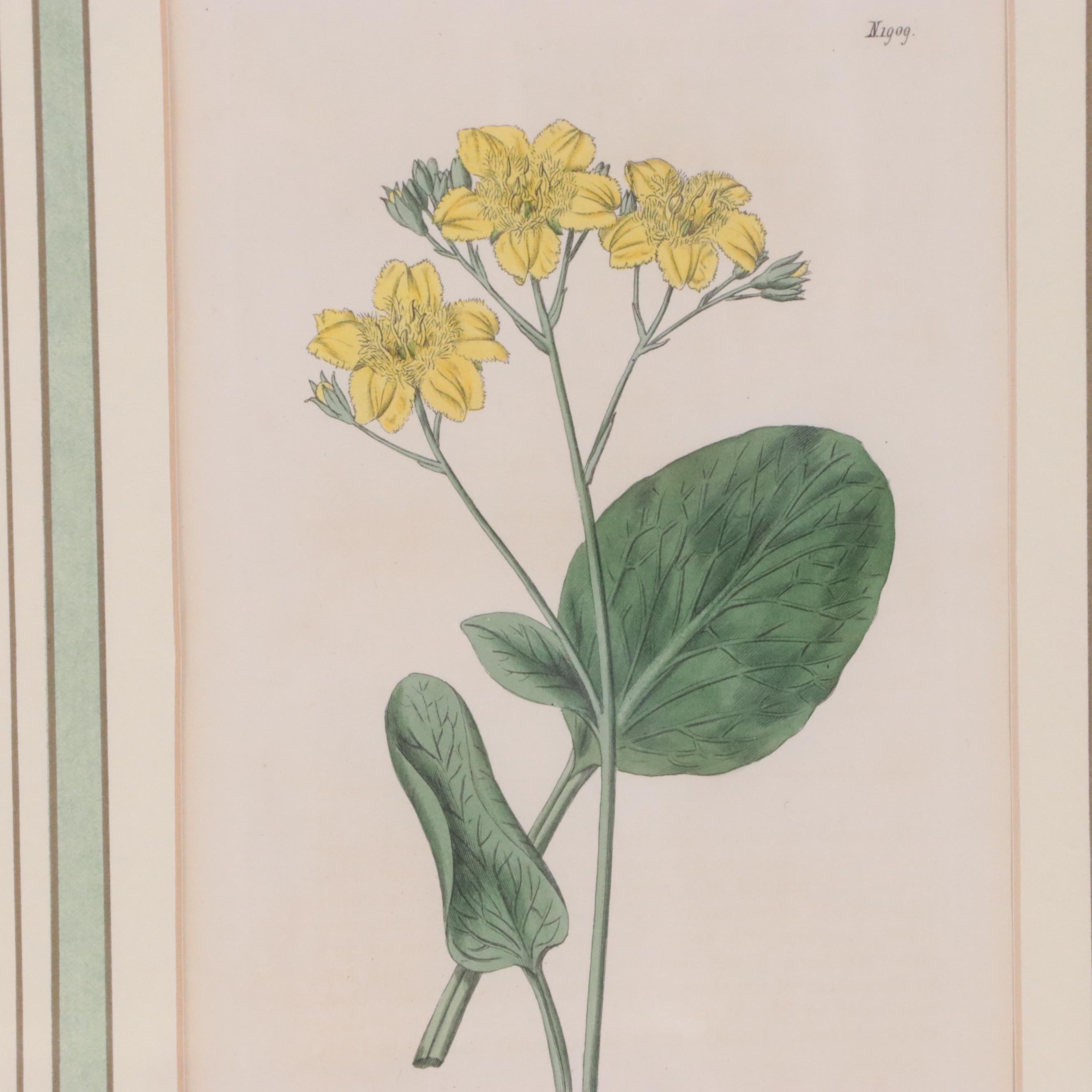 Hand-Colored Engravings from Antique Botanical Magazines, 19th Century