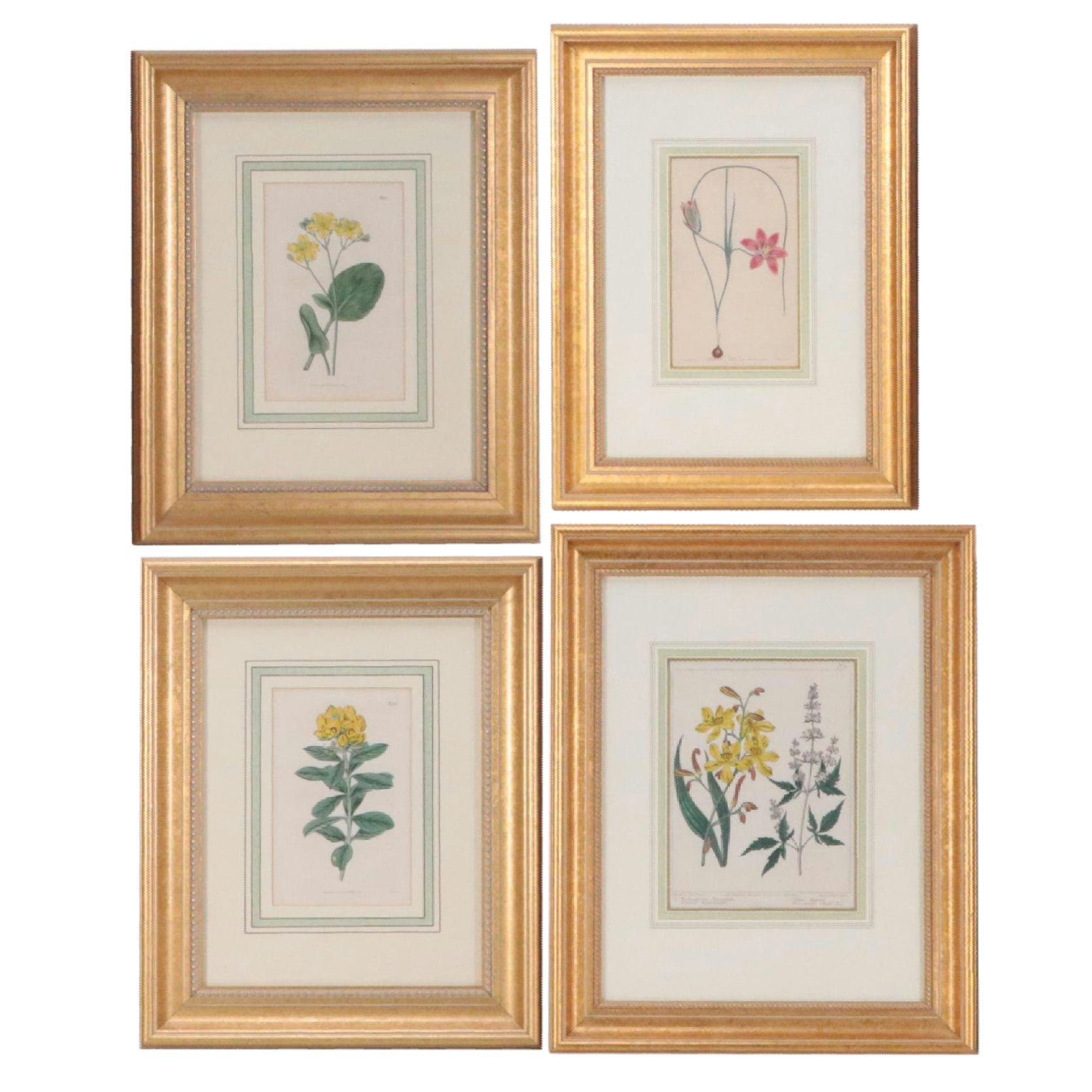 Hand-Colored Engravings from Antique Botanical Magazines, 19th Century