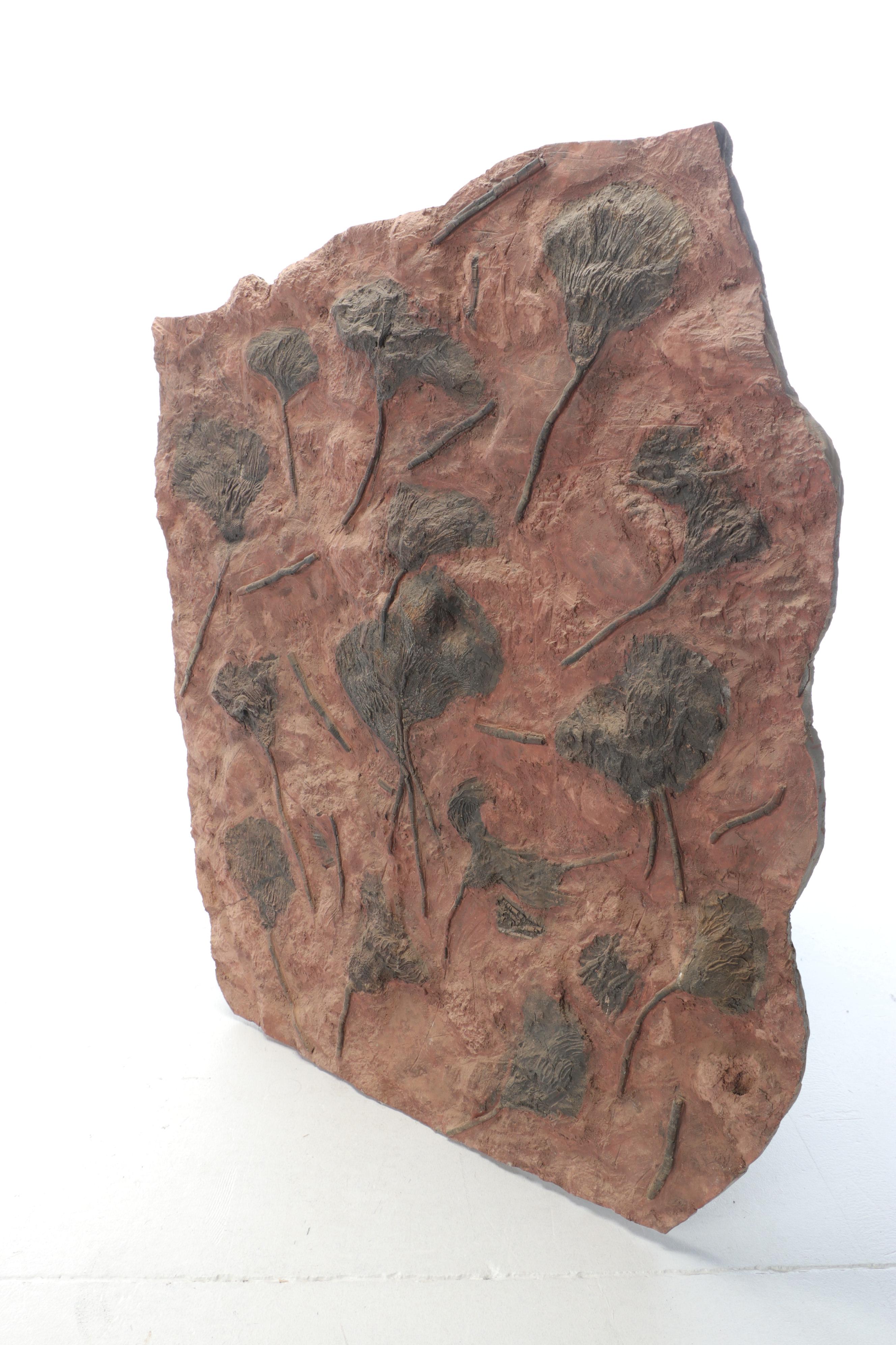 Fossil Crinoids in Matrix Specimen