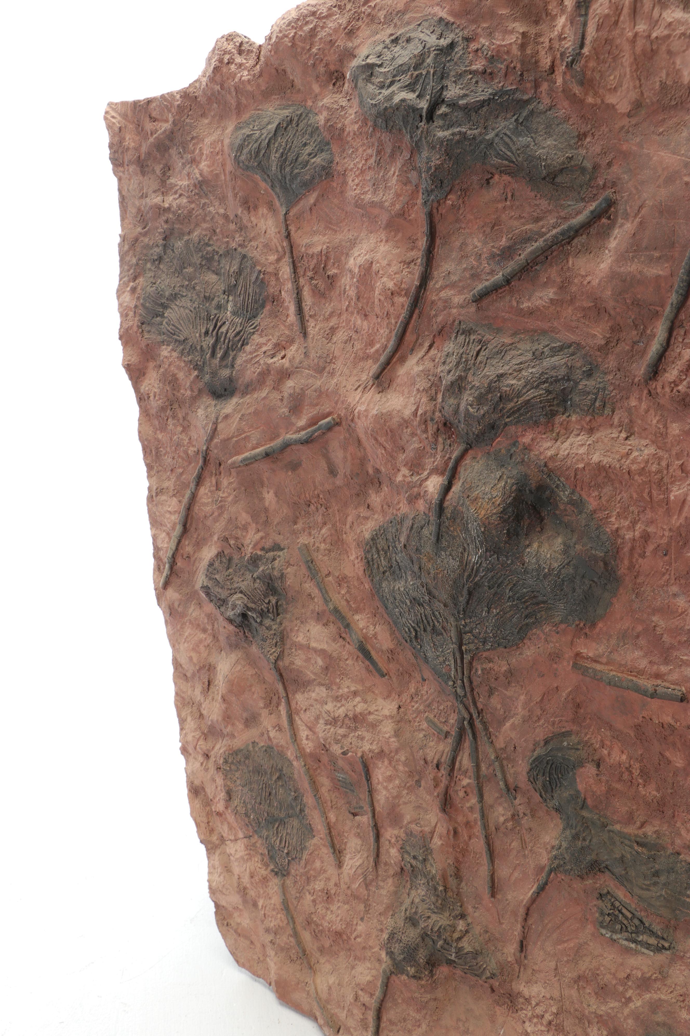 Fossil Crinoids in Matrix Specimen