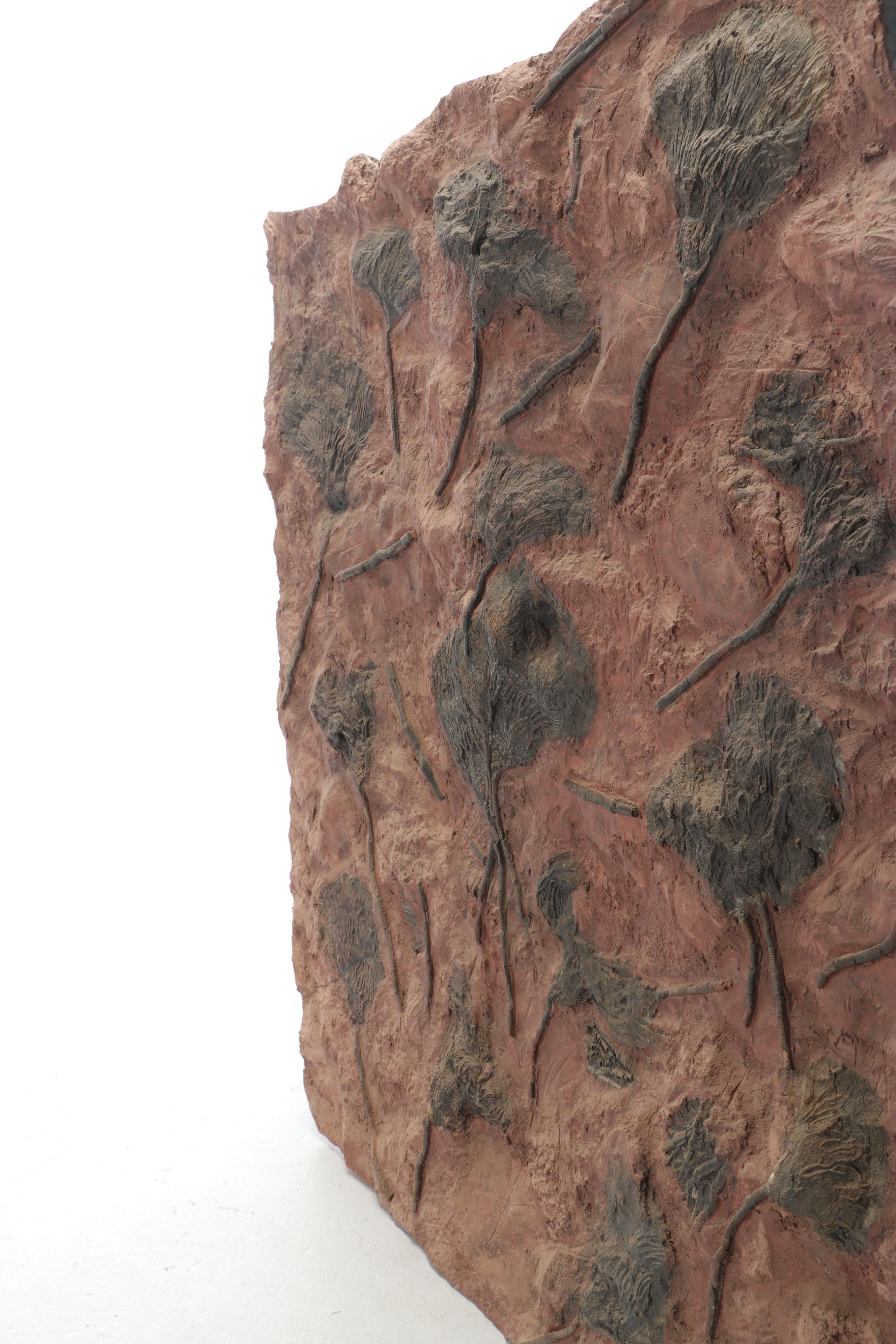 Fossil Crinoids in Matrix Specimen