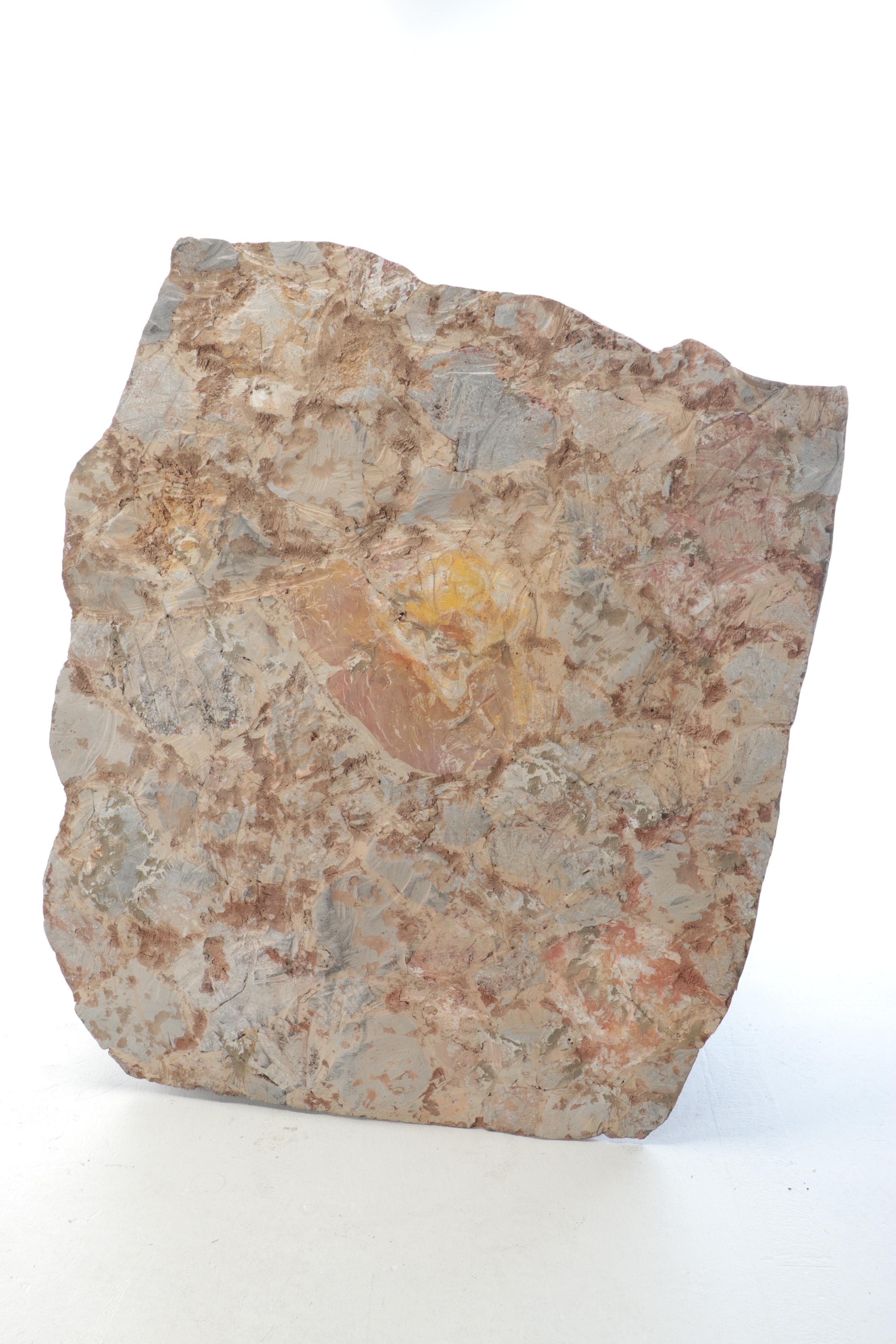 Fossil Crinoids in Matrix Specimen