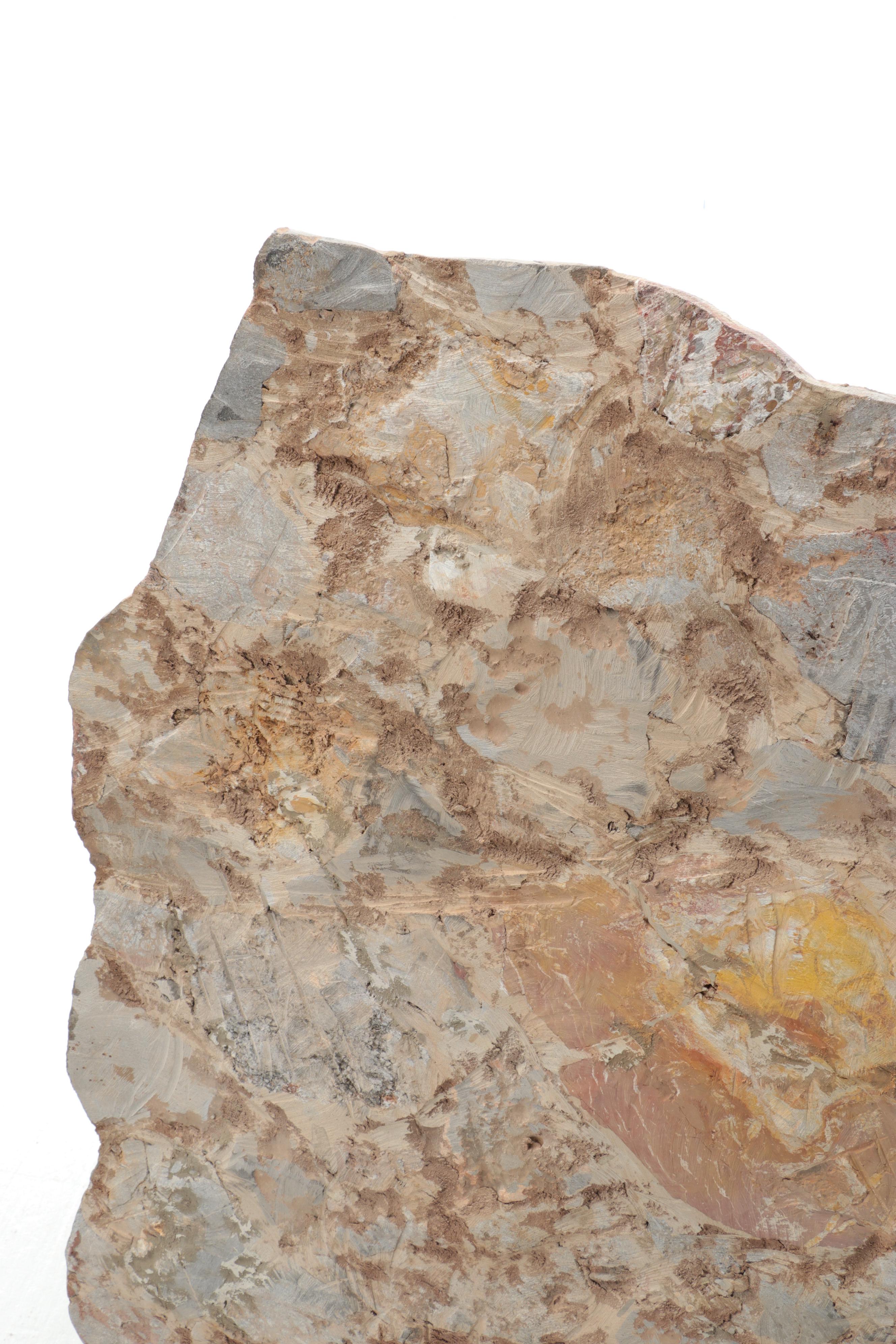 Fossil Crinoids in Matrix Specimen