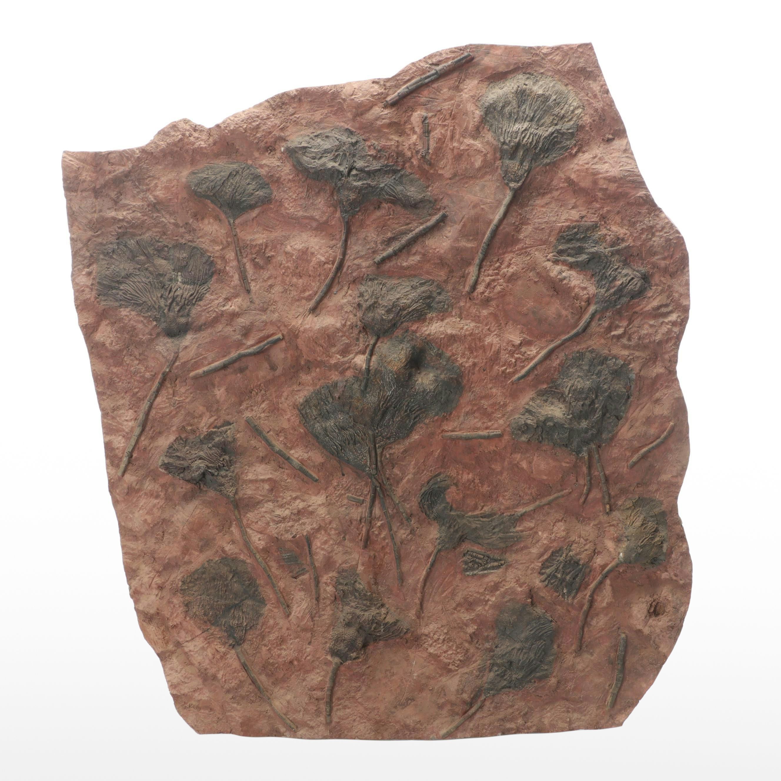 Fossil Crinoids in Matrix Specimen