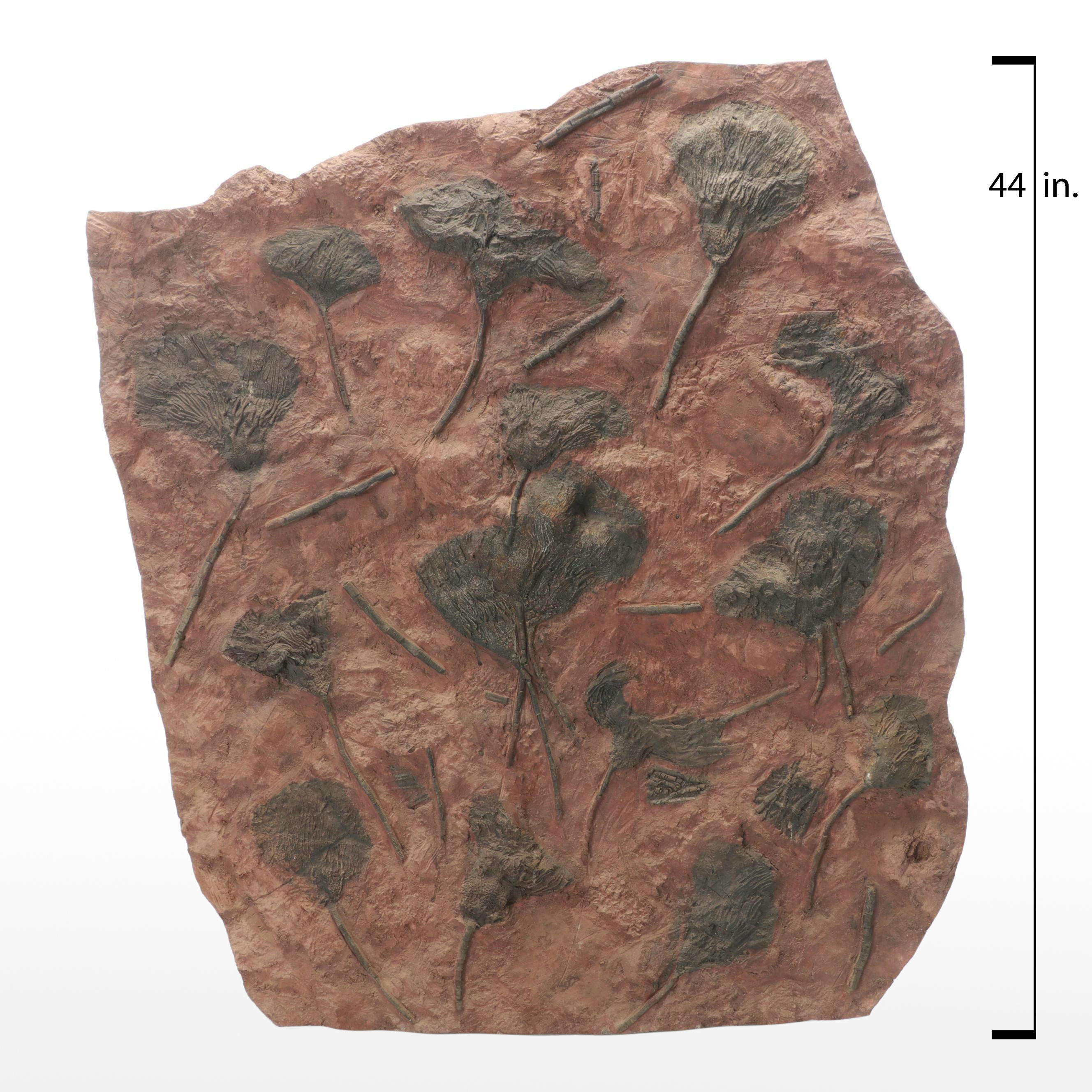 Fossil Crinoids in Matrix Specimen