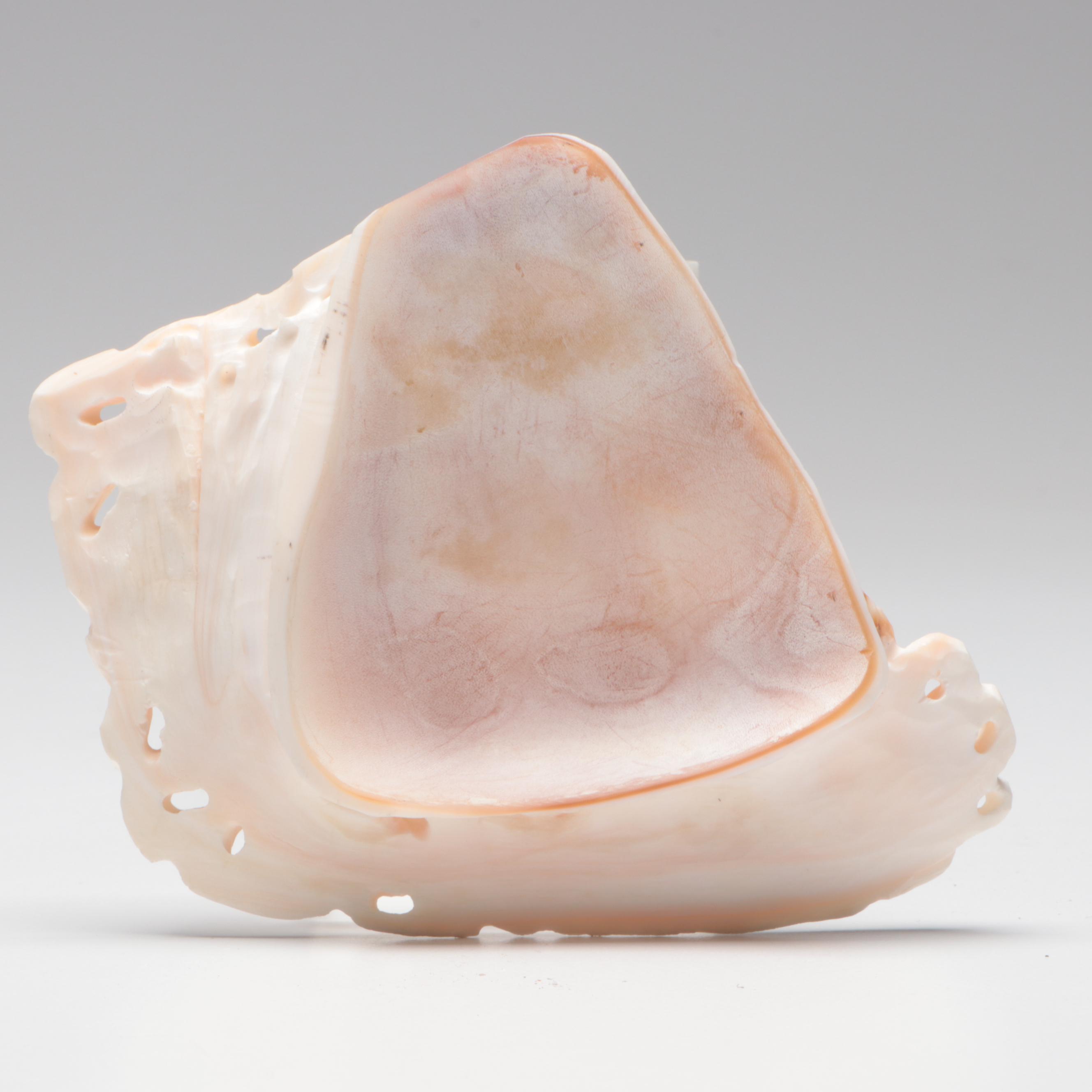 Italian Hand-Carved Bullmouth Helmet Shell Cameo