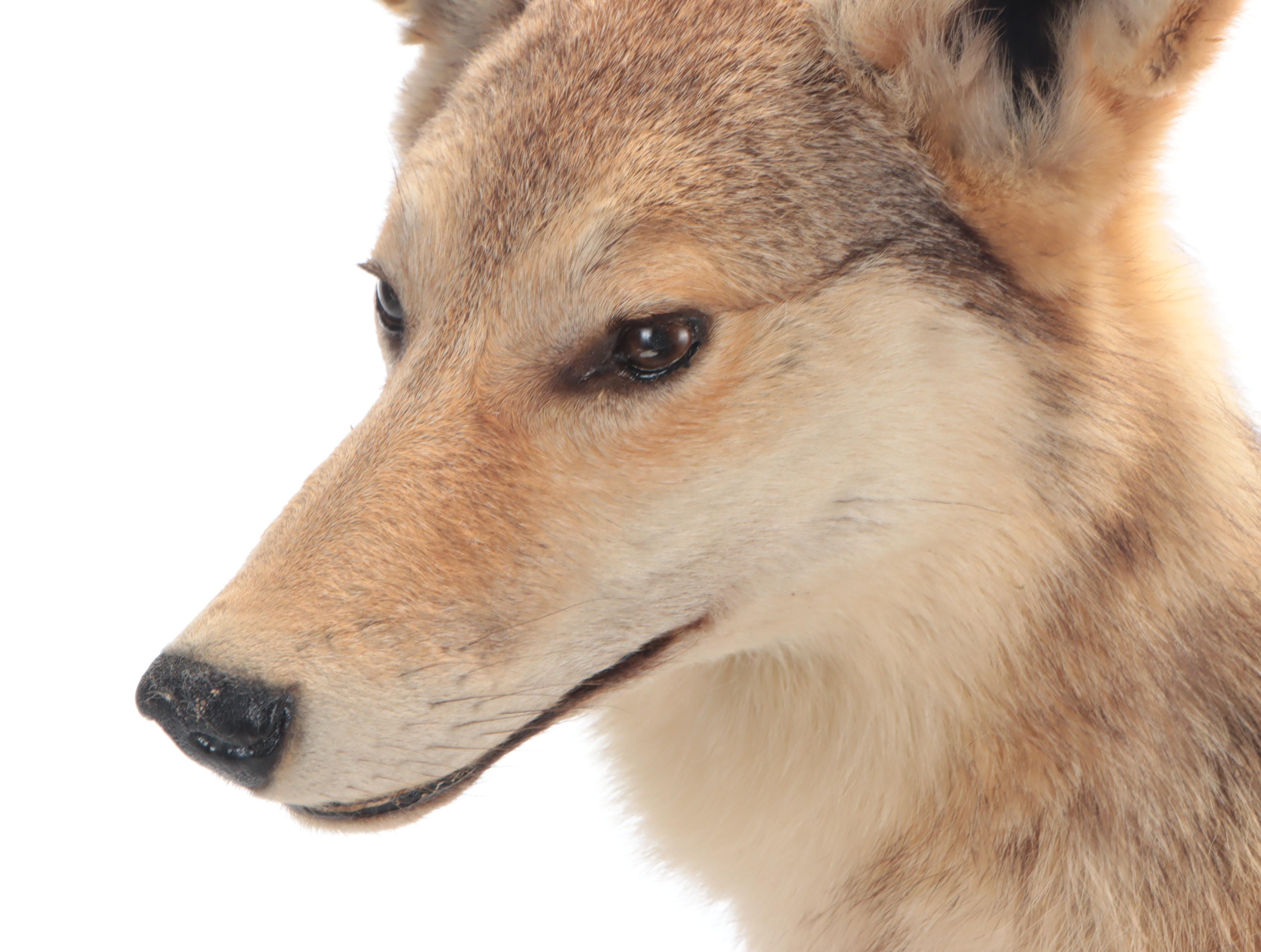 Taxidermy Coyote Full Body Mount